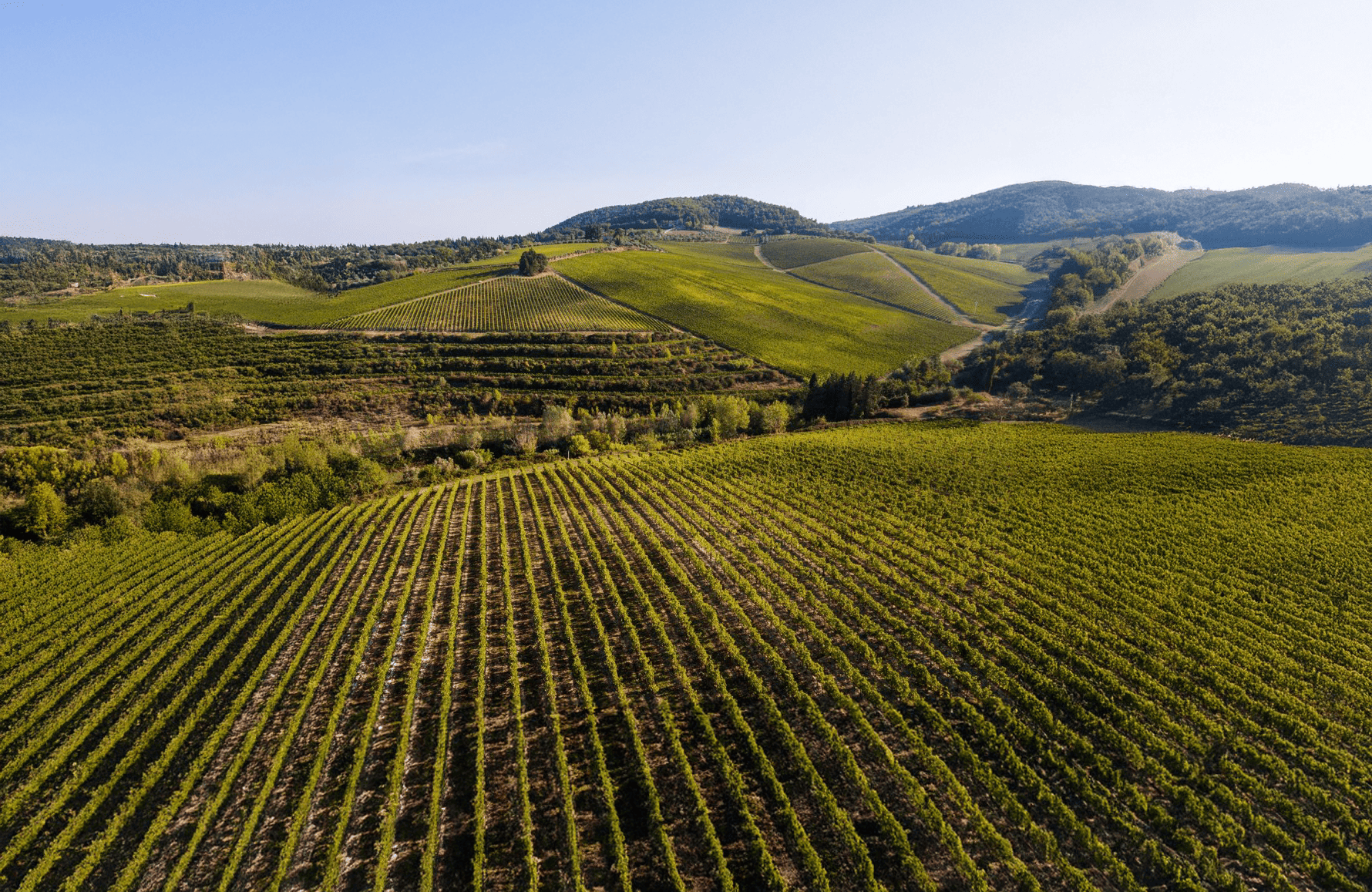 la storia di Antinori - Italia