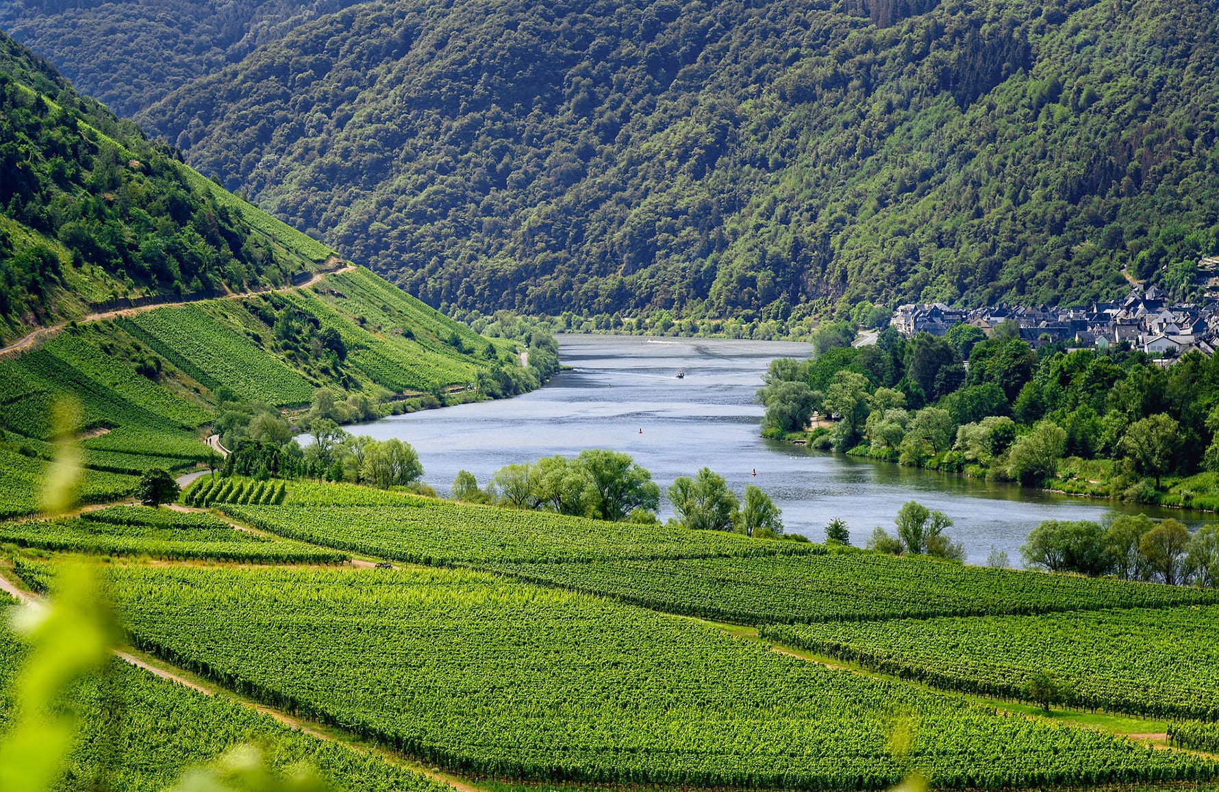 Vini Domaine Alberto de Conti