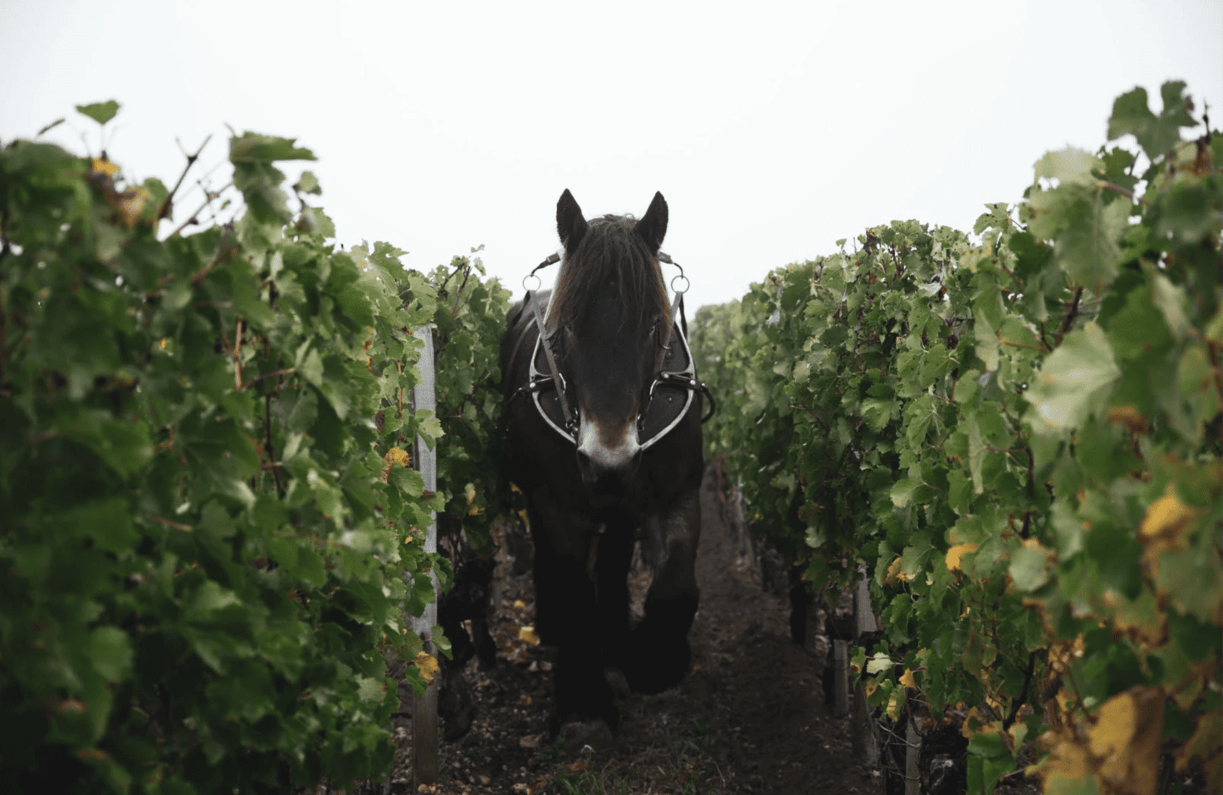 la storia di Château Clinet