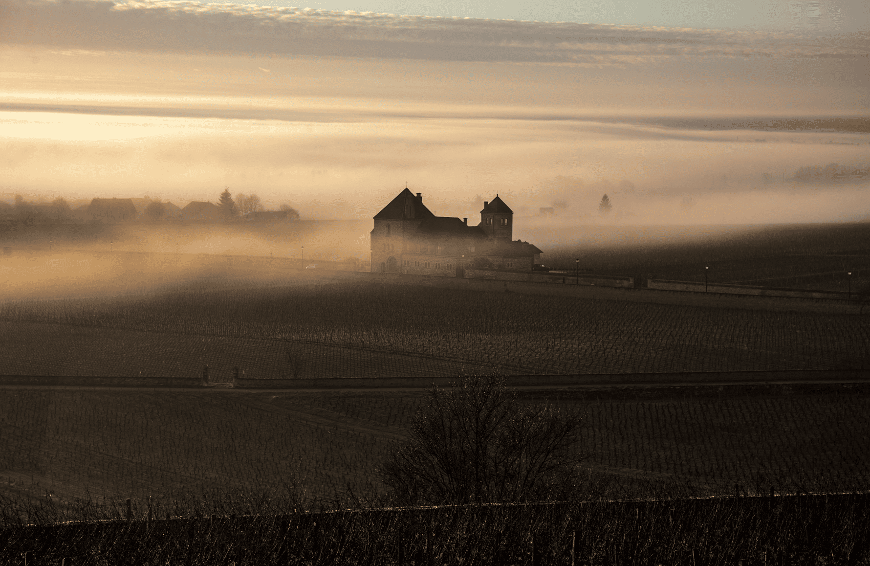 Vini Château De La Tour