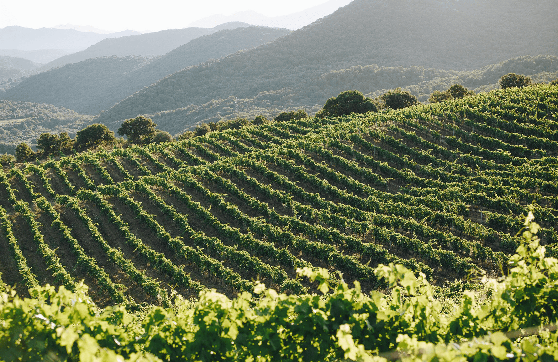 Vini Domaine Conte Abbatucci