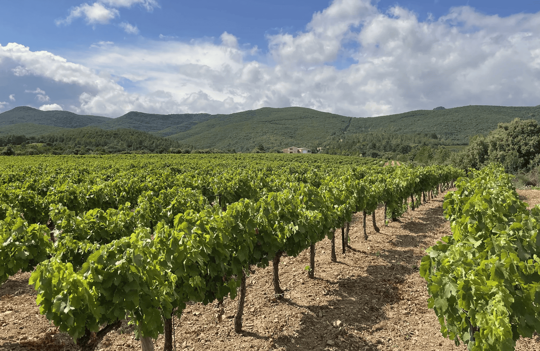 la storia di Domaine dell'orchidea viola