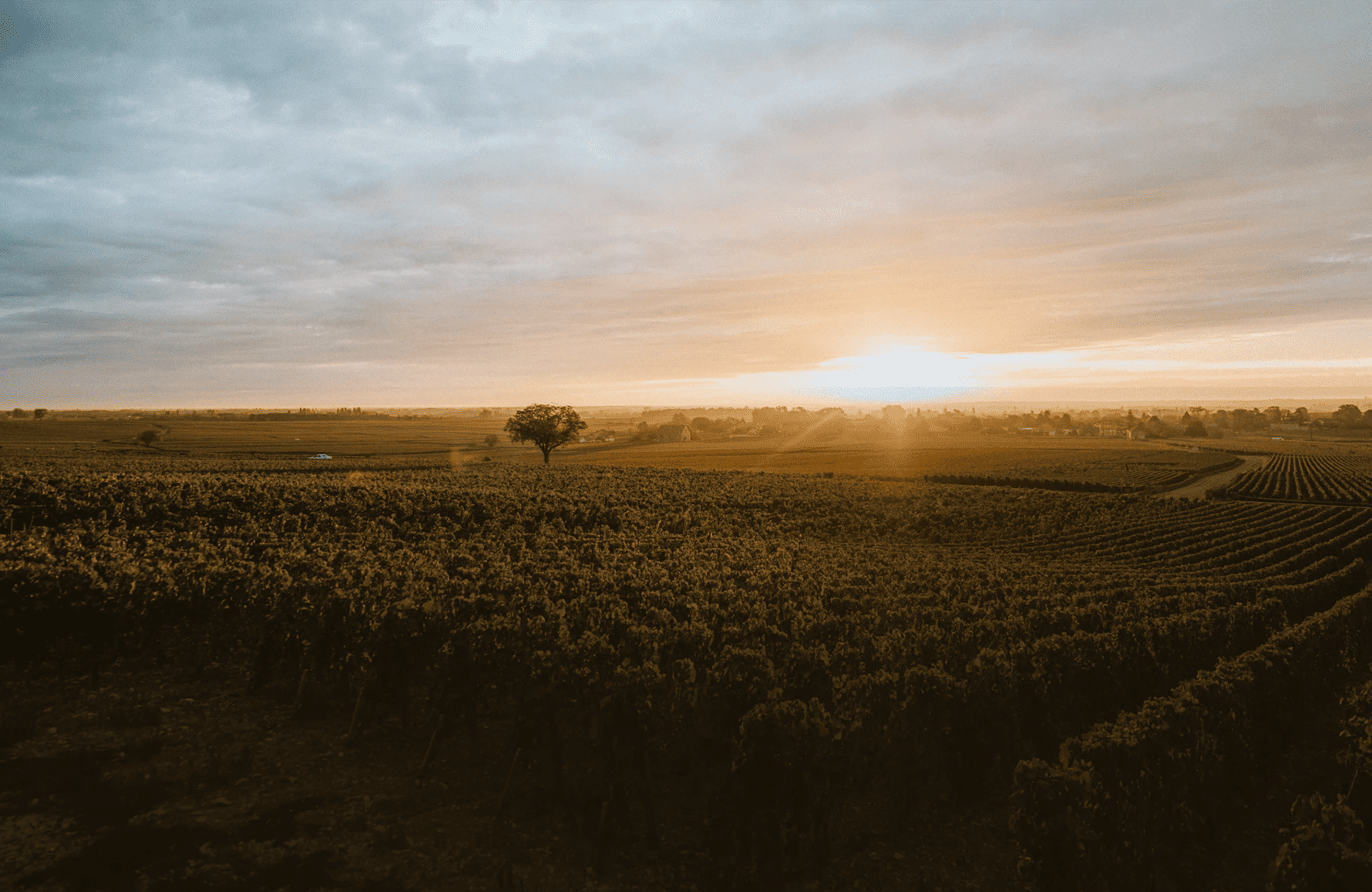 la storia di Domaine di Montille