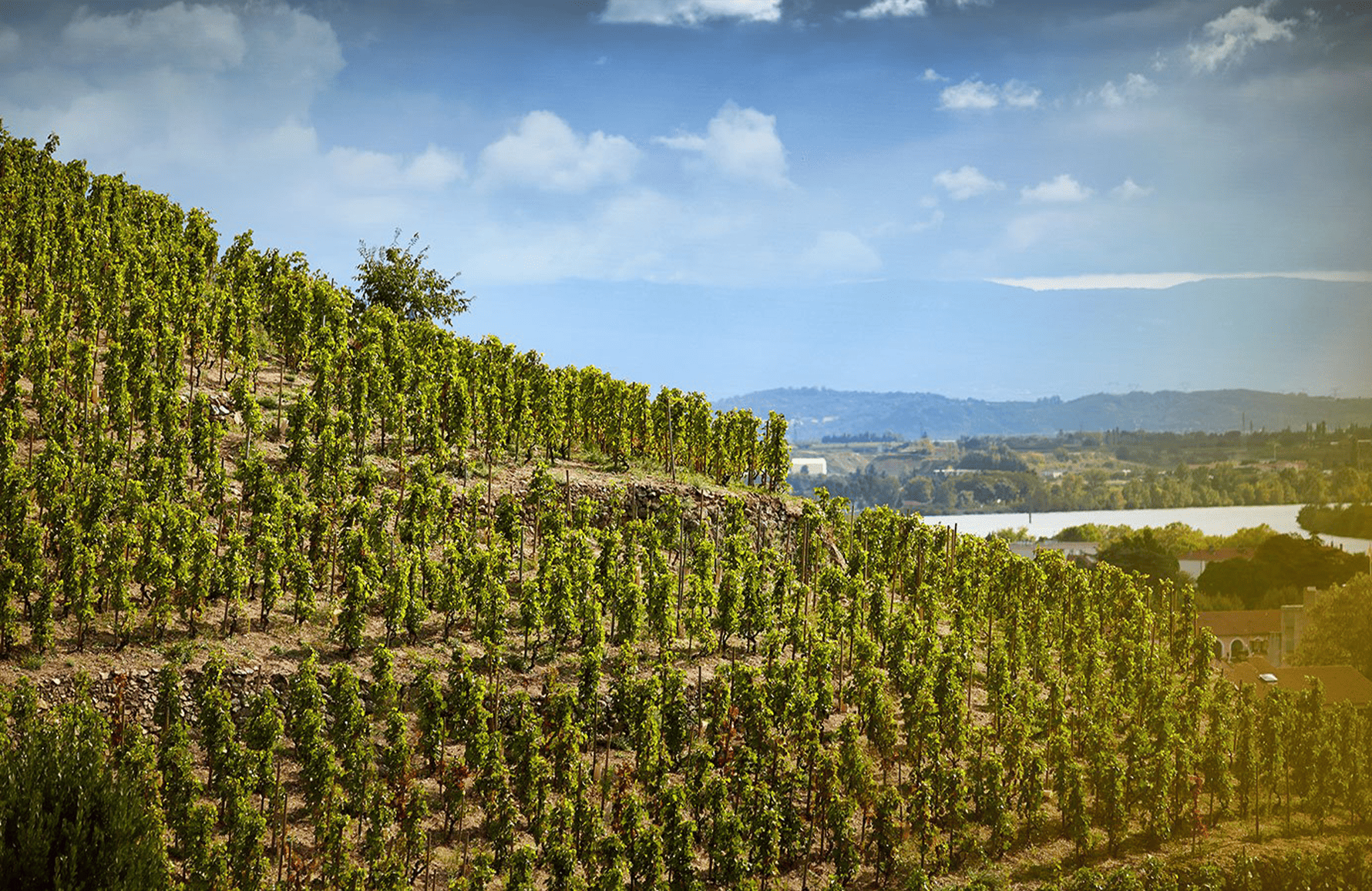 la storia di Fratelli Delas