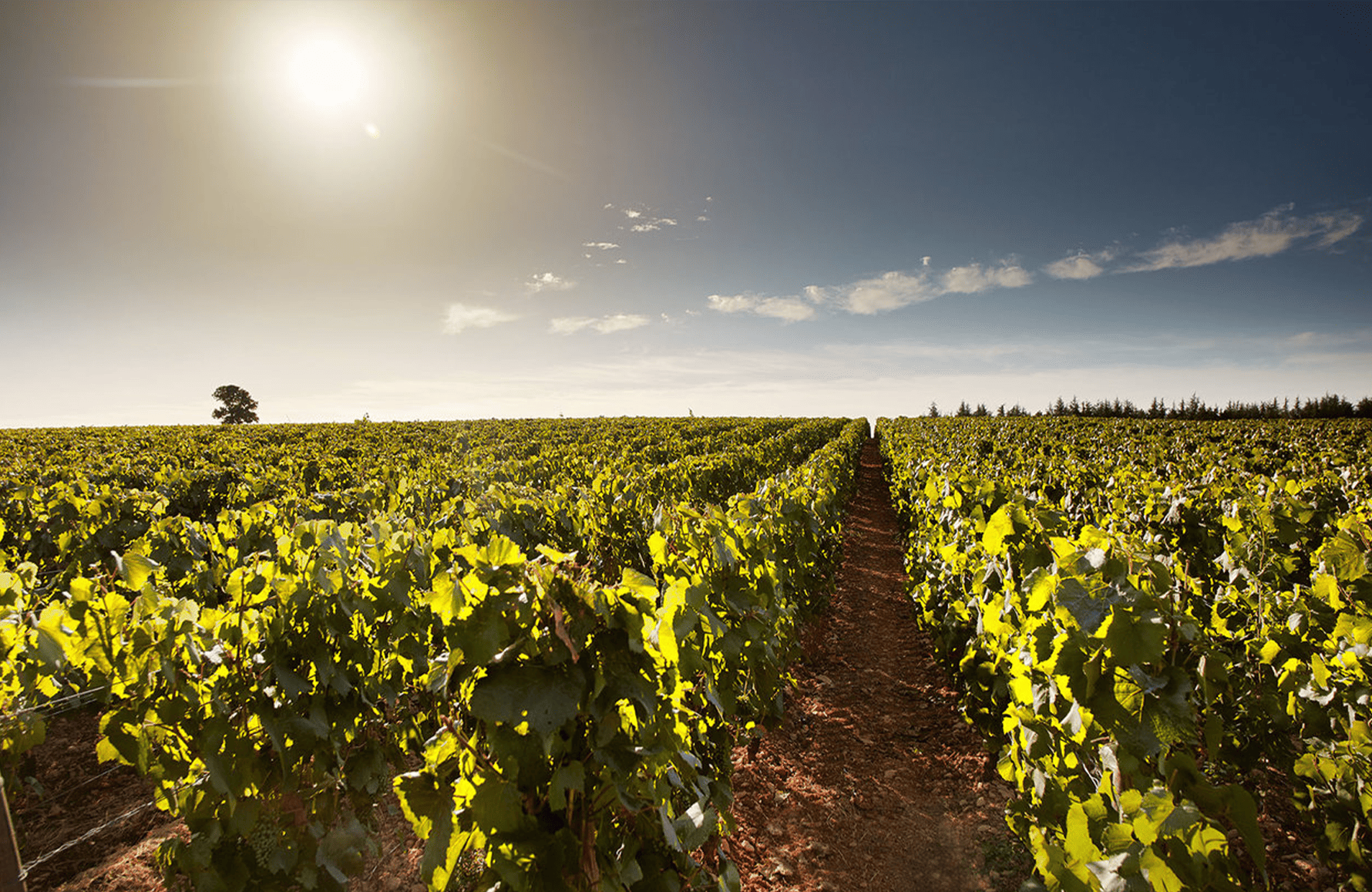 Wines Domaine del Perdrix