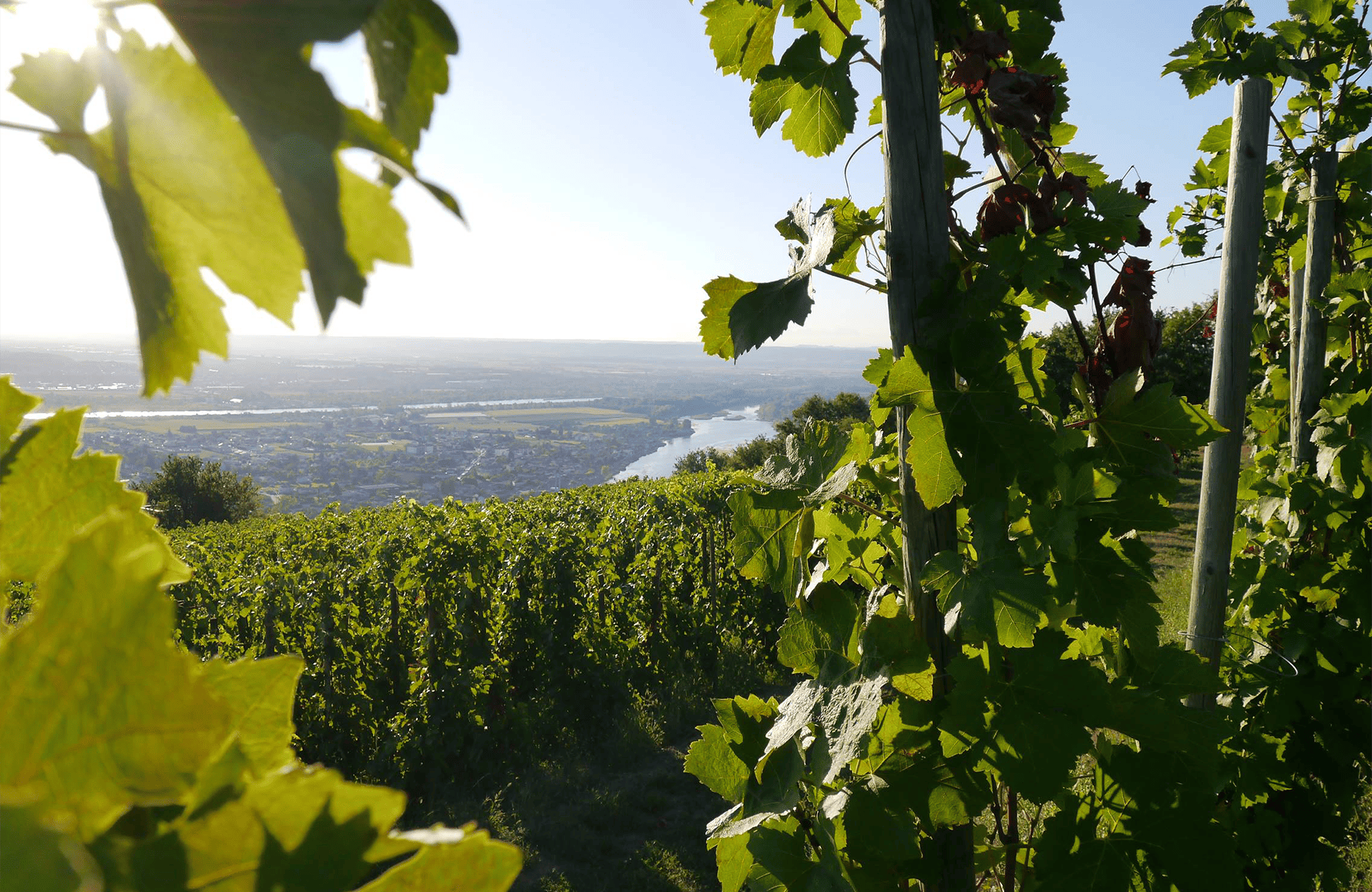 la storia di Domaine François Villard