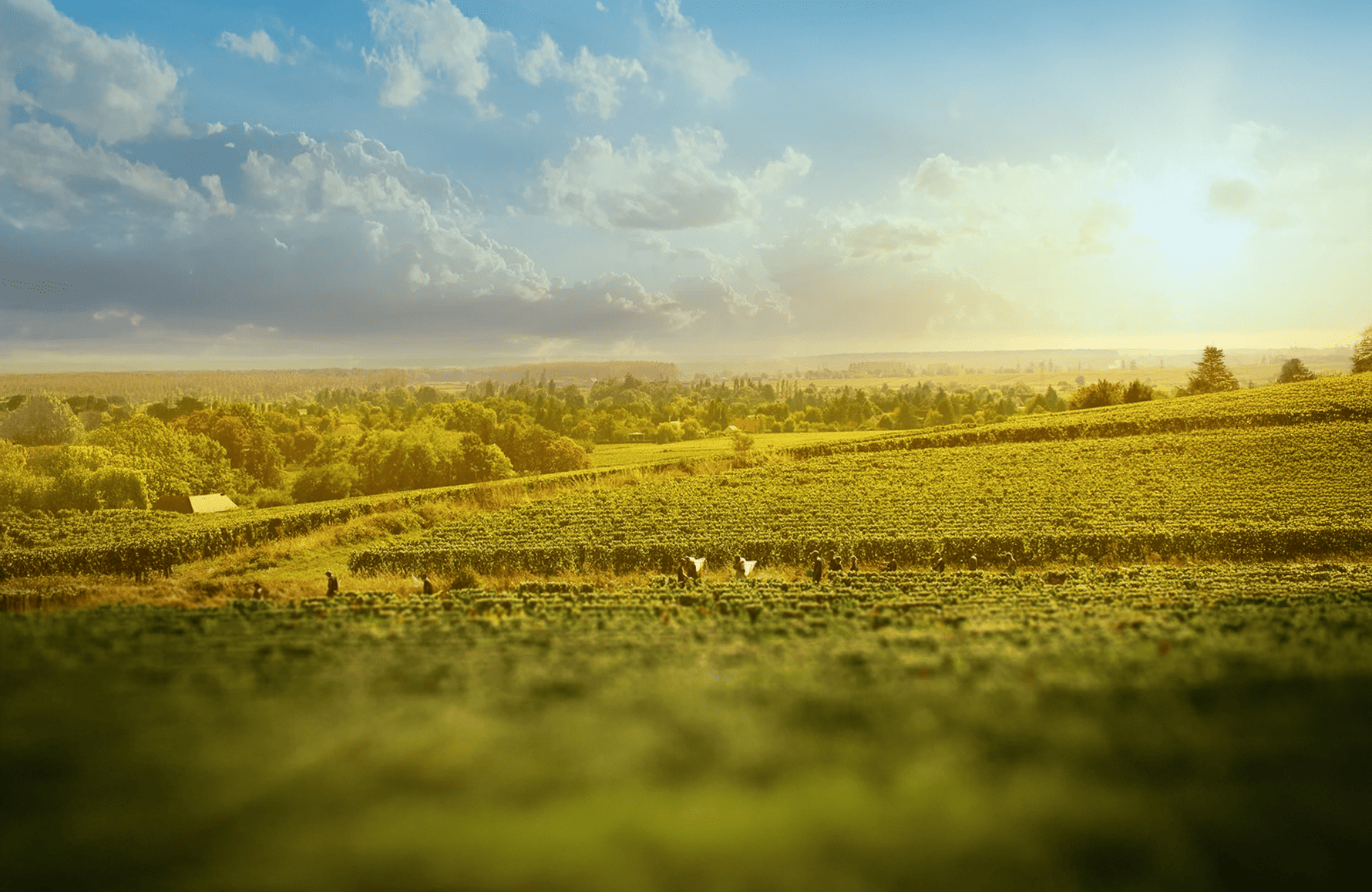 the story of Joblot Estate