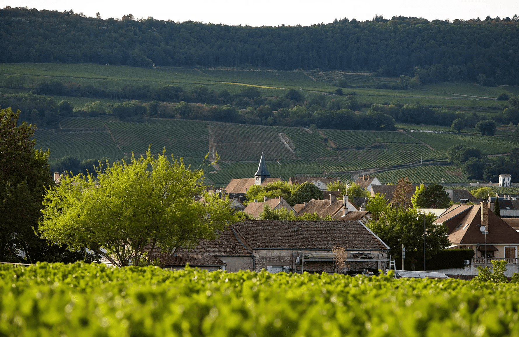l’histoire du Domaine Leflaive