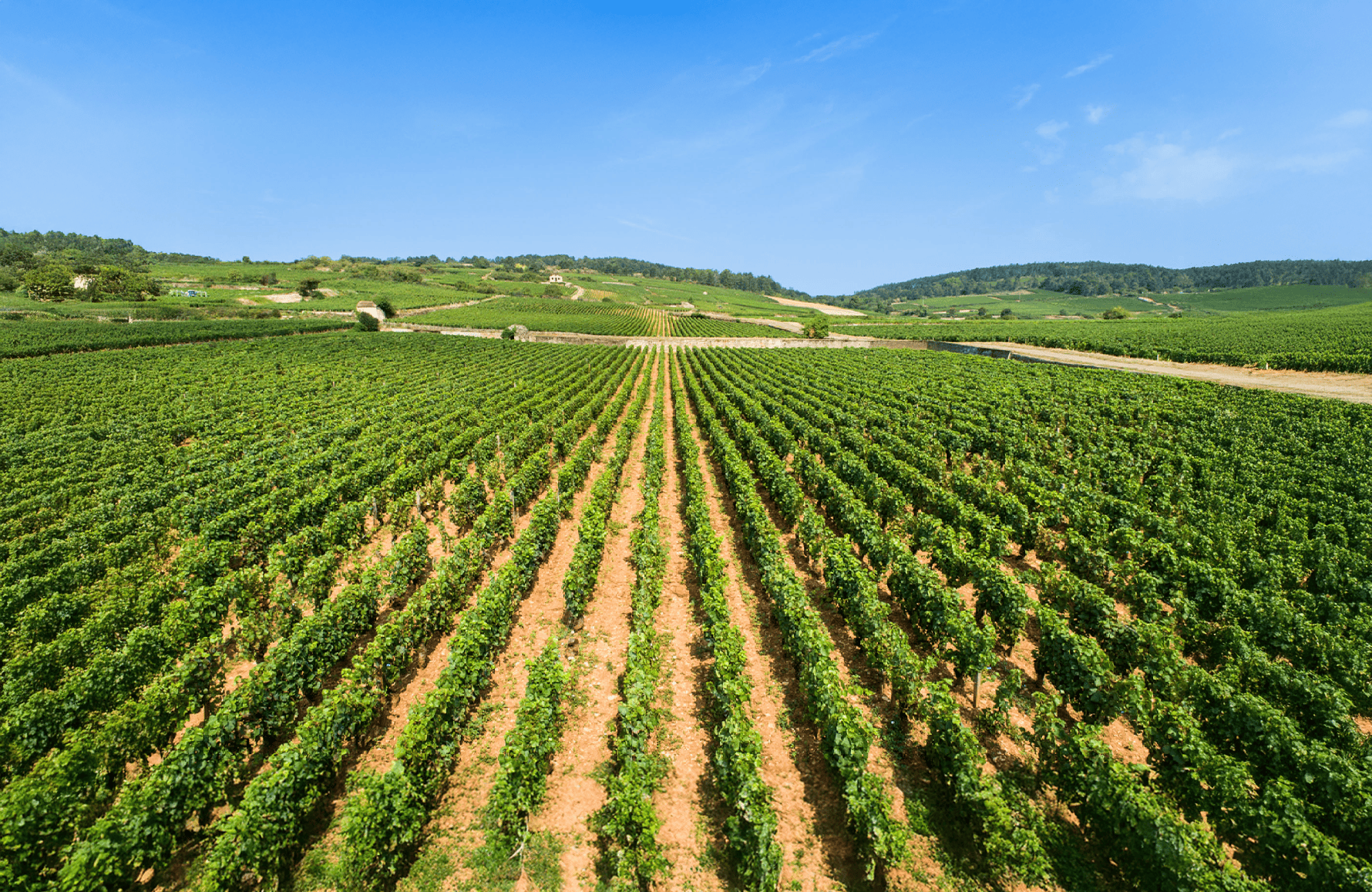 Vini Casa Louis Jadot