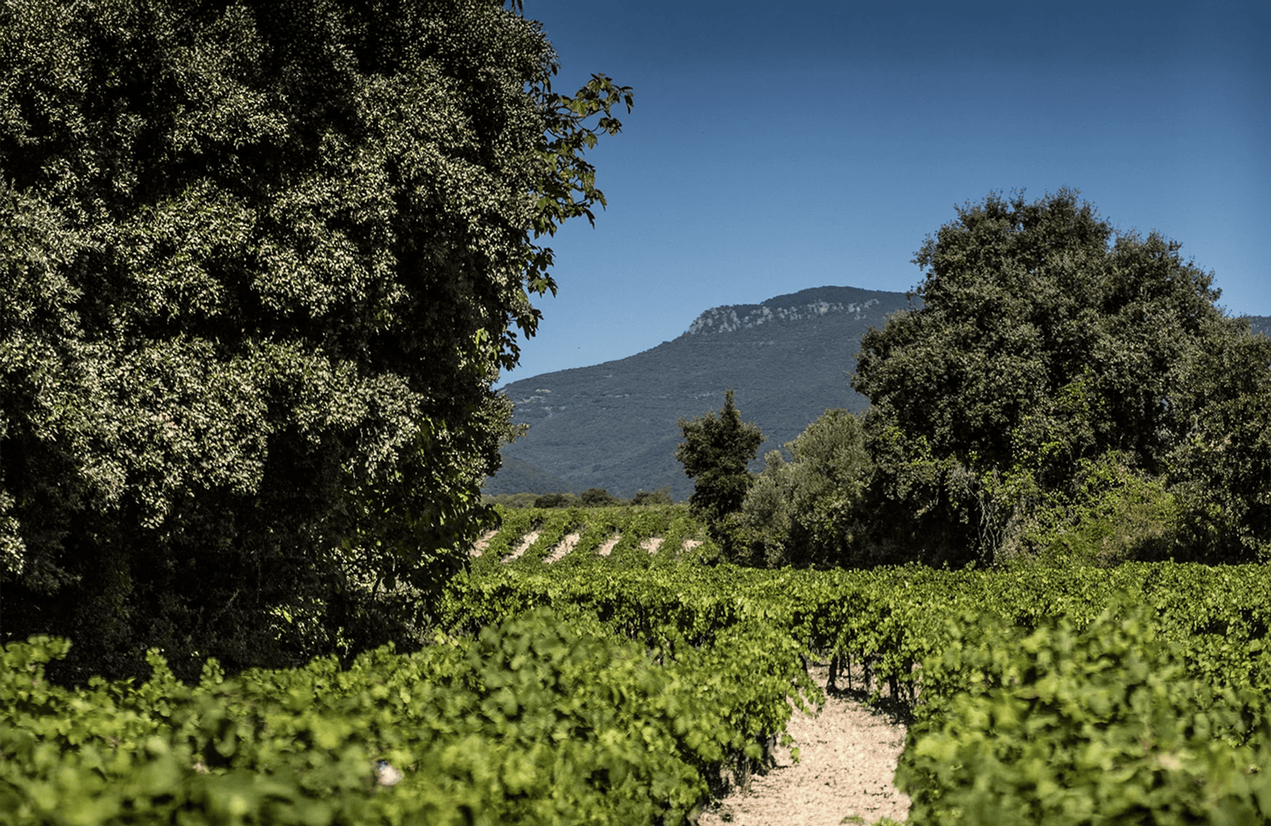 Vini Mas Cal Demoura