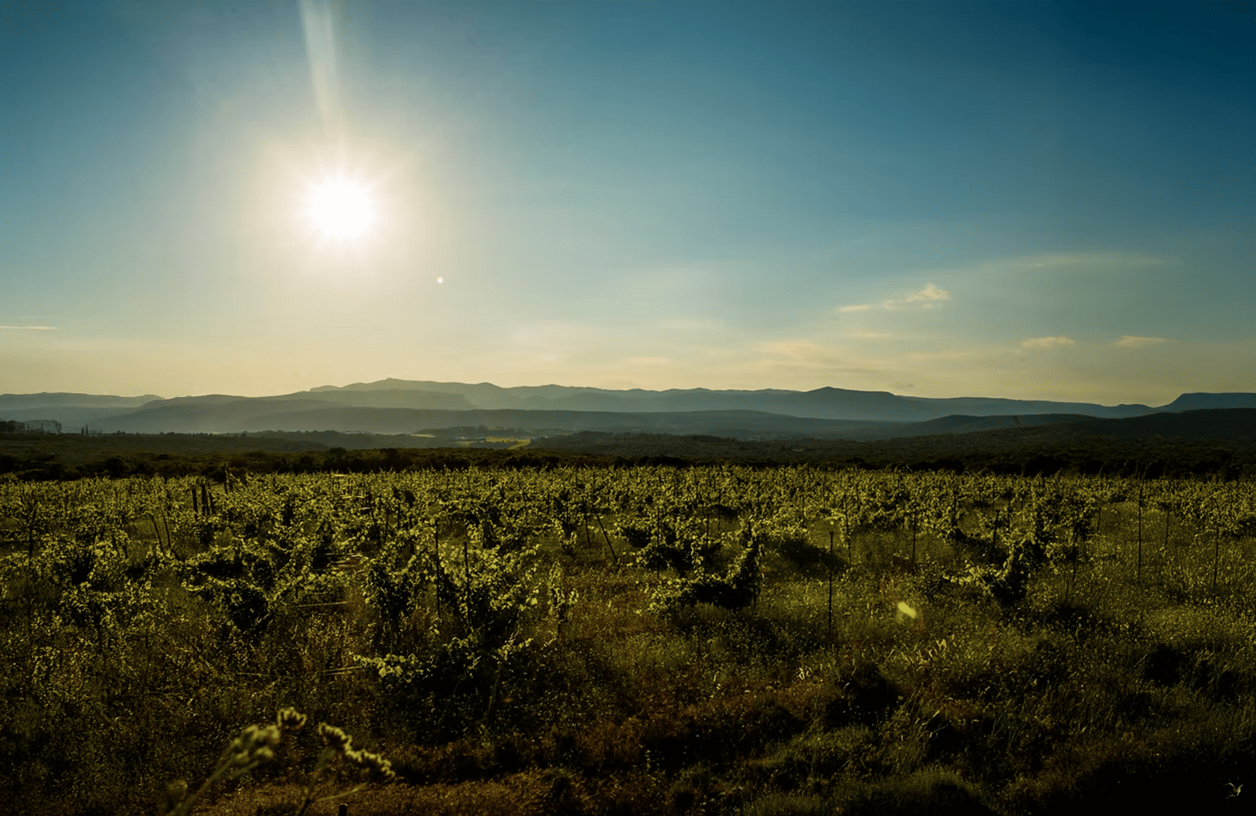 Vini Mas des Agrunelles