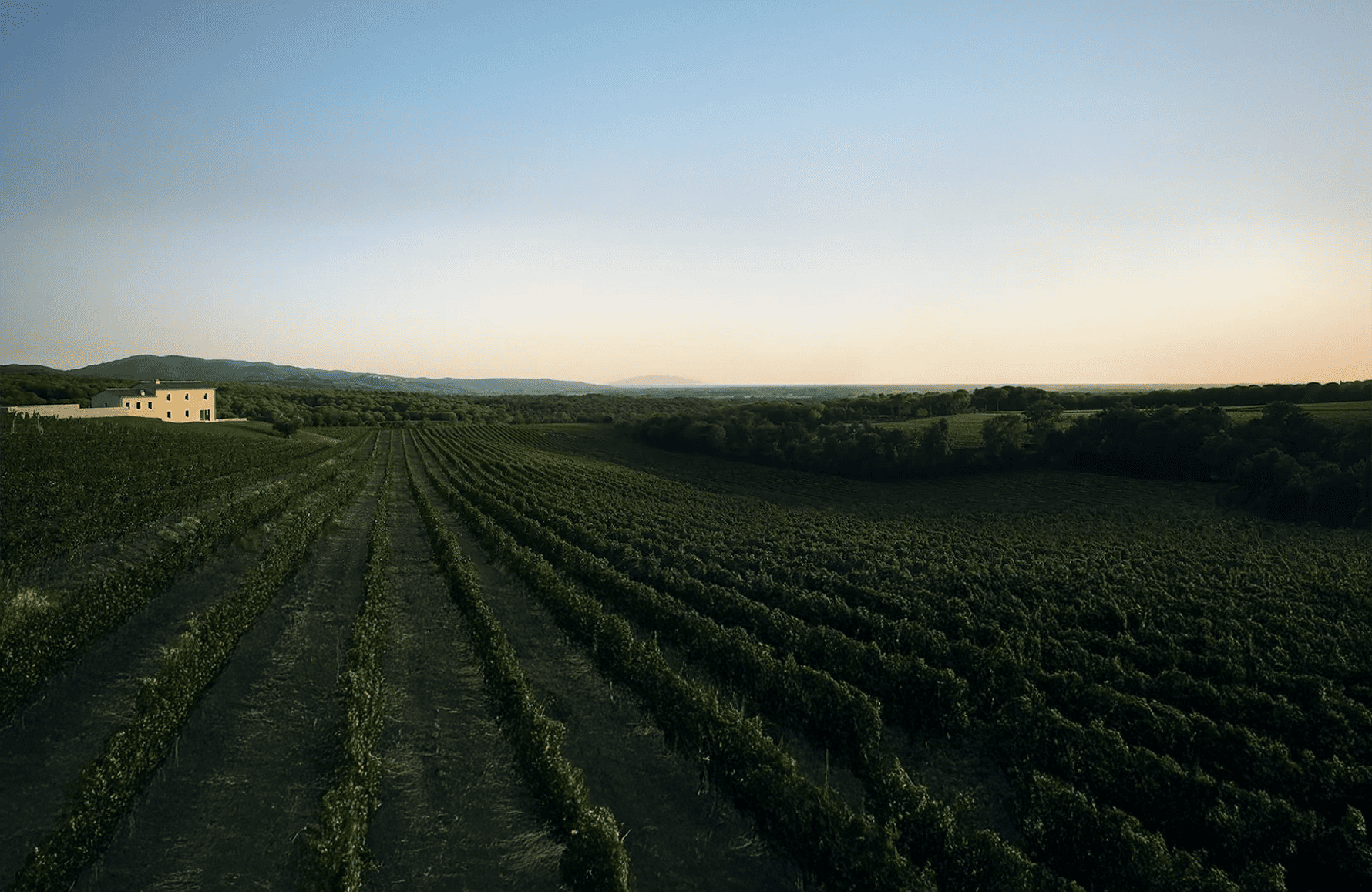 Vini Masseto - Italia