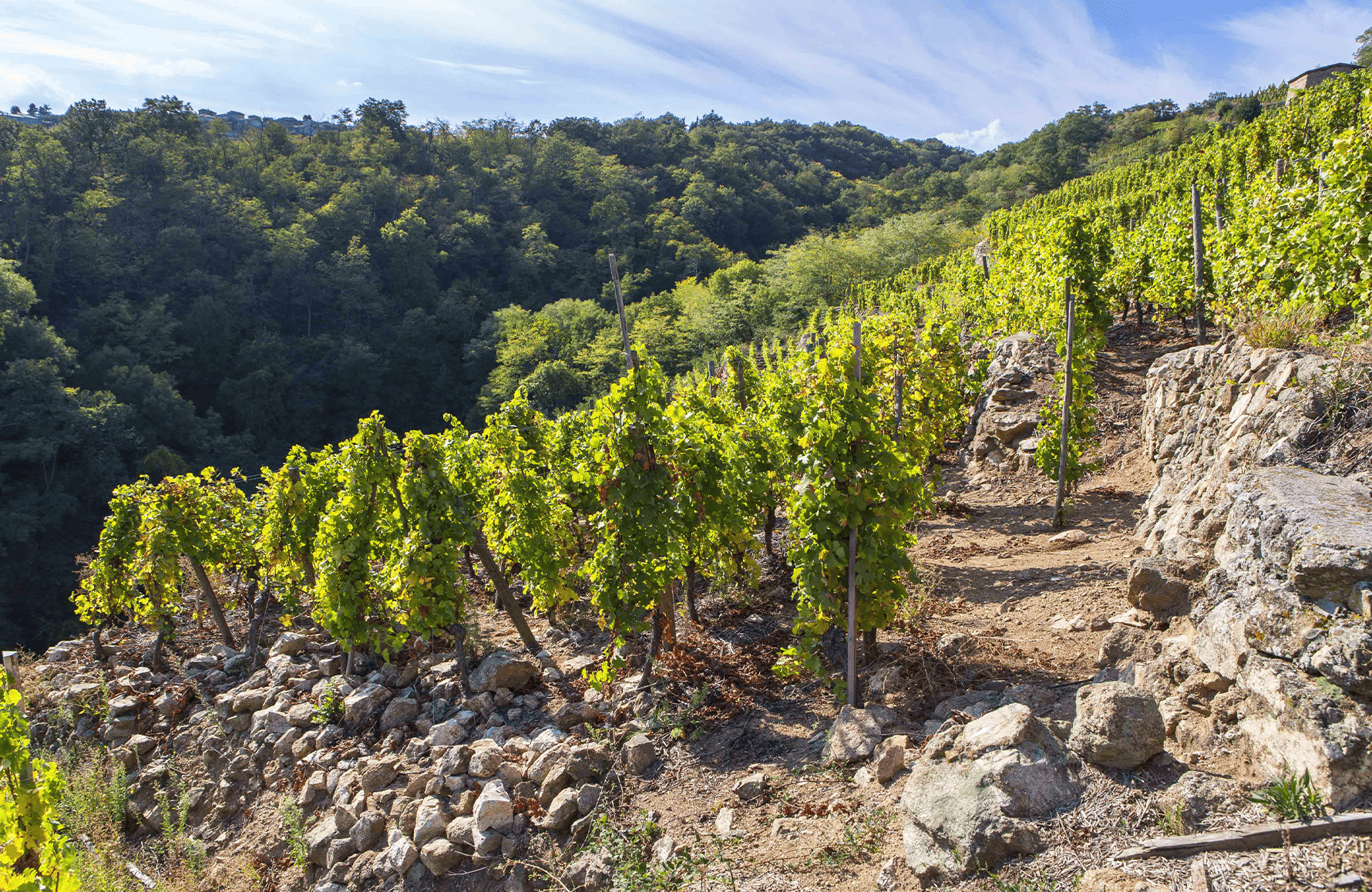 l’histoire du Yves Cuilleron