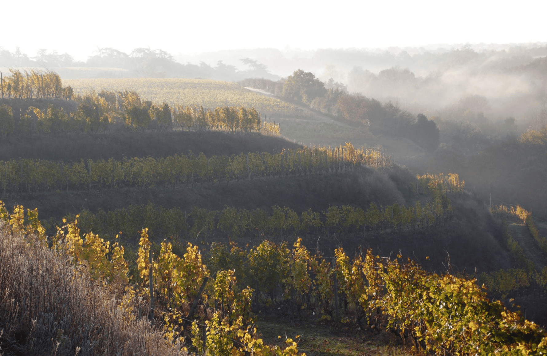 Domaine des Baumard