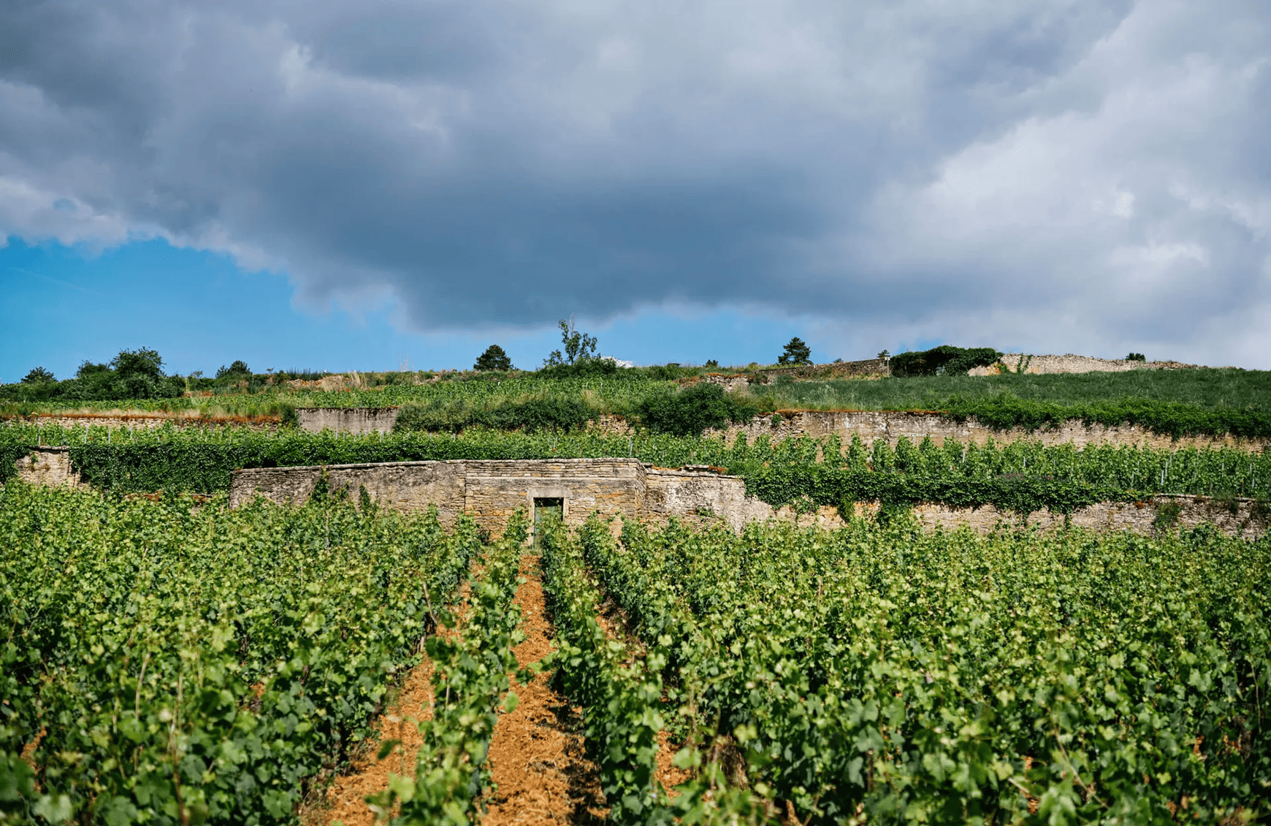 Domaine Chanson