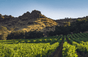 Salto del cervo - Napa Valley
