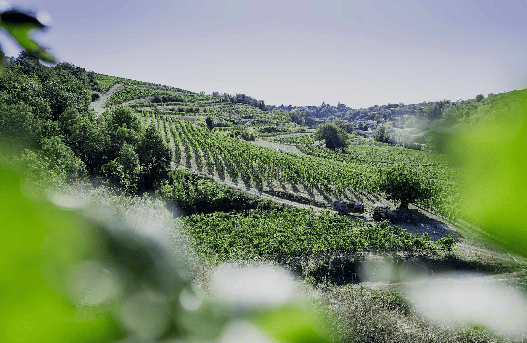 Domaine Laurent Fayolle