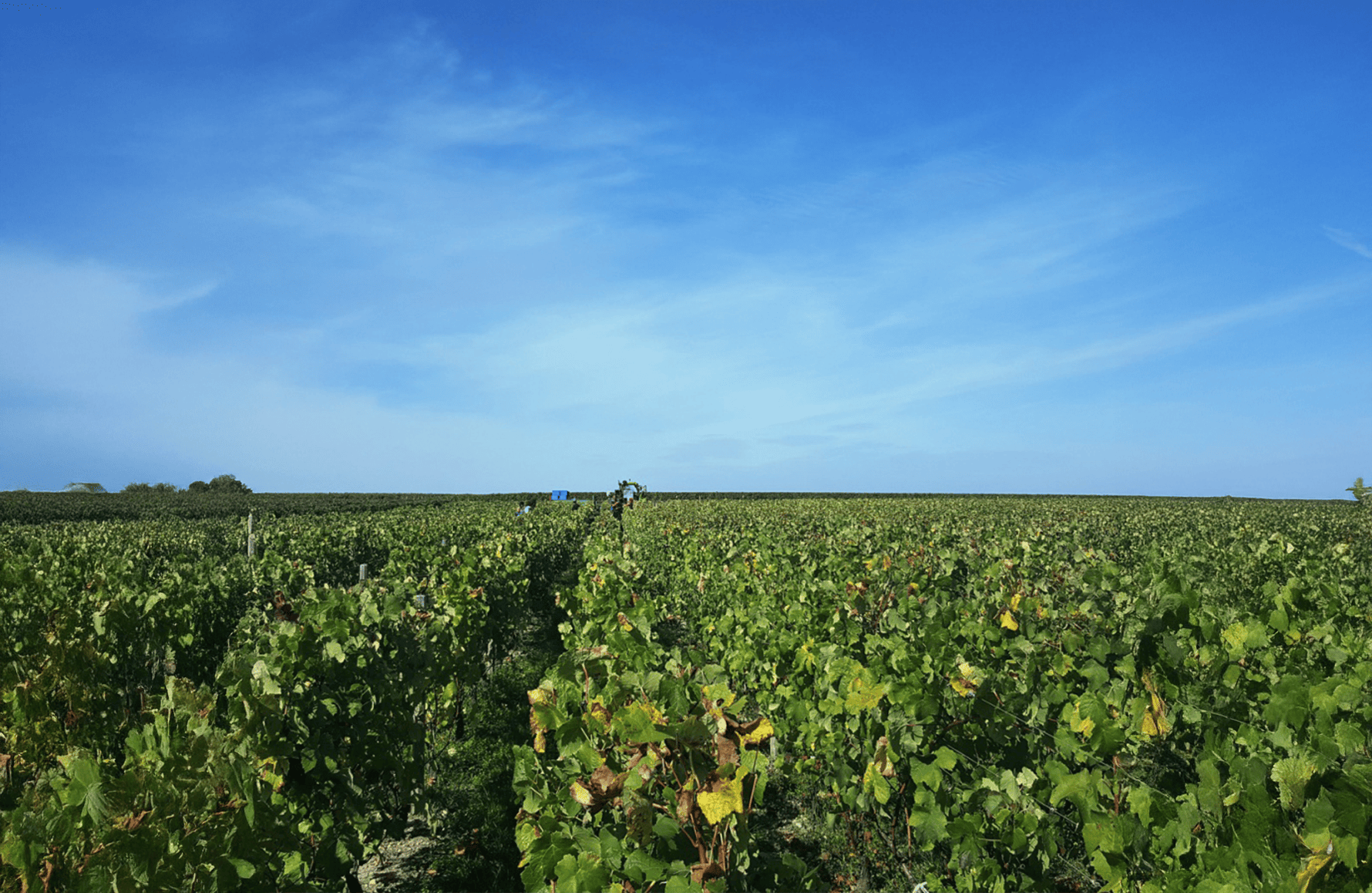 Vini Château Boyd-Cantenac