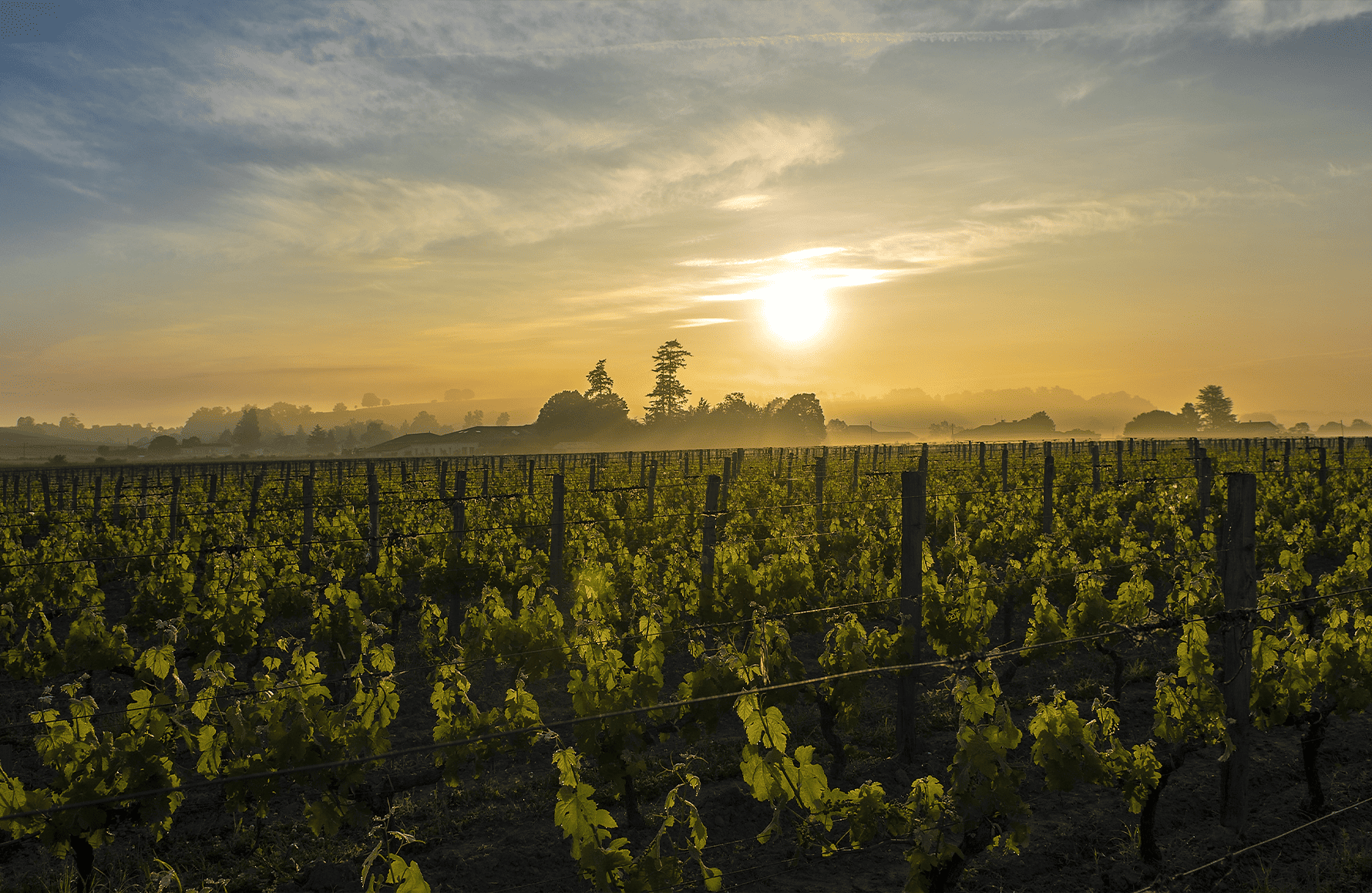 Wines Château Canon La Gaffelière