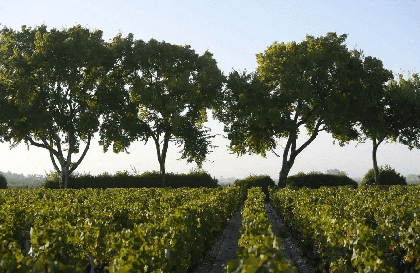 Vini Château Scacciare la milza