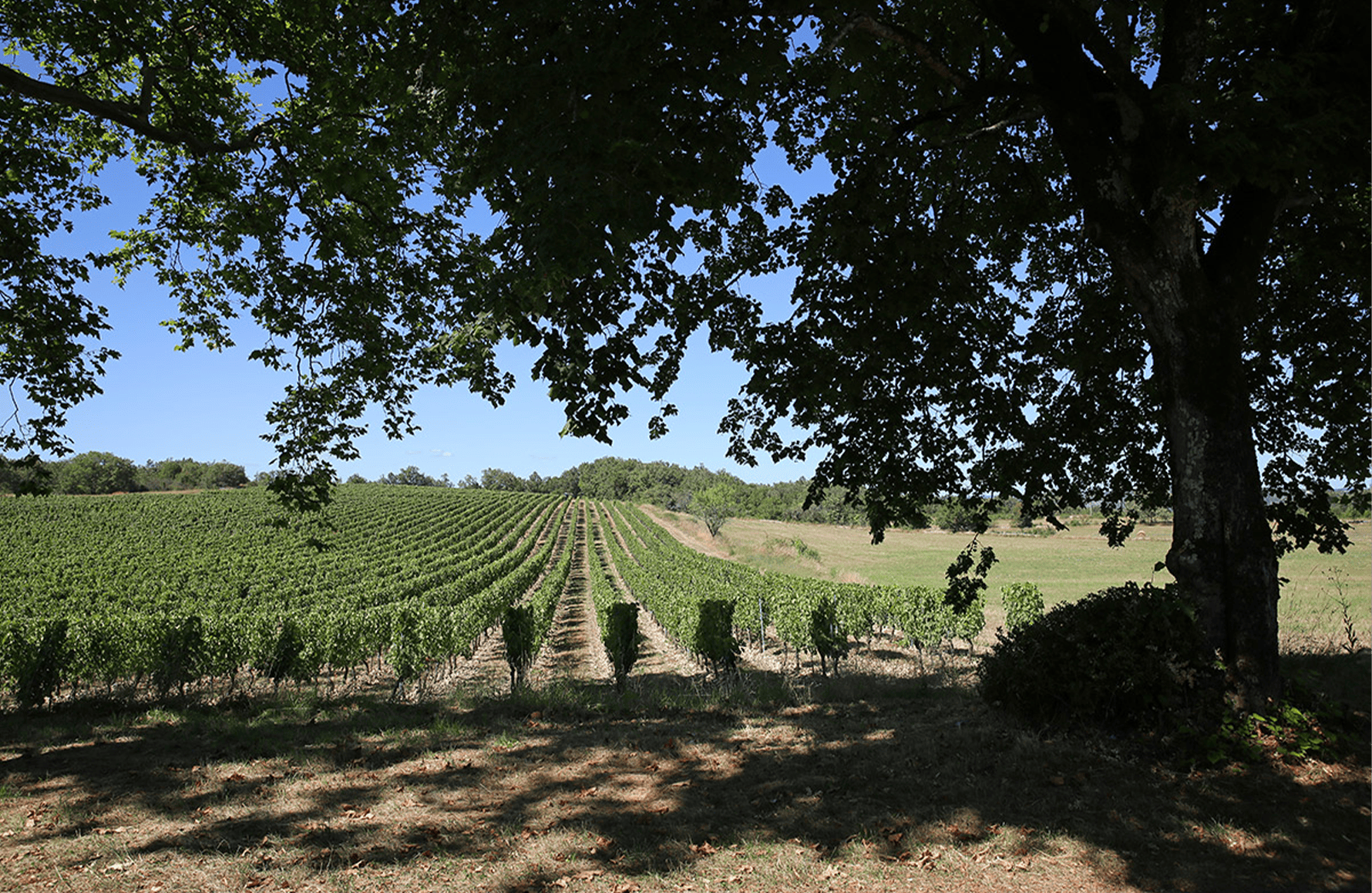 Vini Château Combel-la-Serre