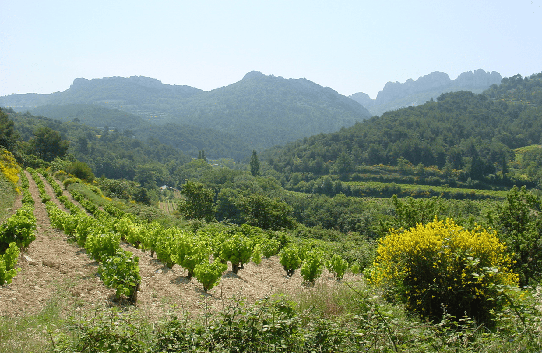 Vini Château de Saint Cosme