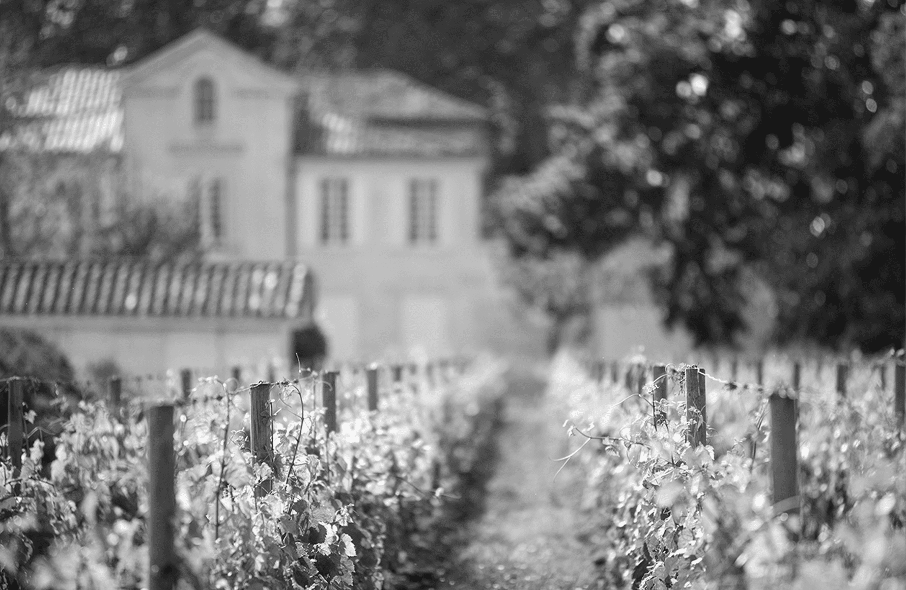 Vini Château Il punto