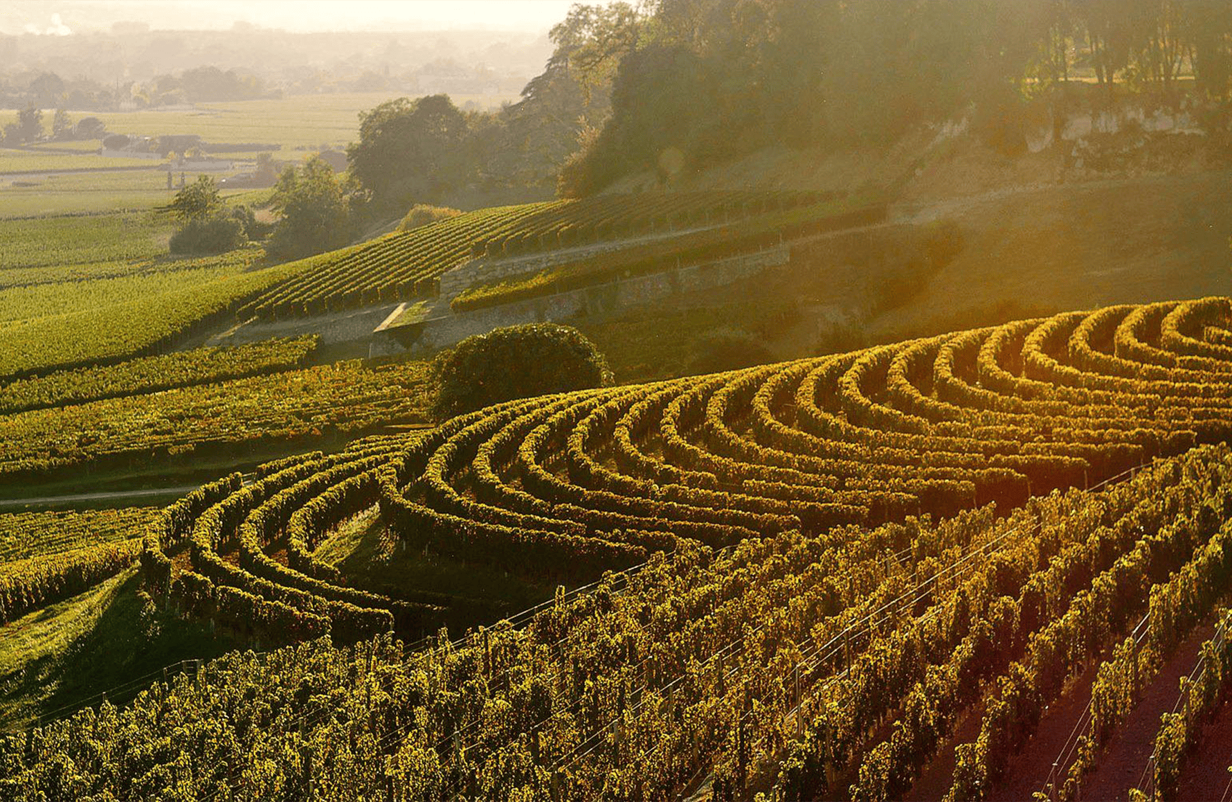 la storia di Château Il fiore di Petrus