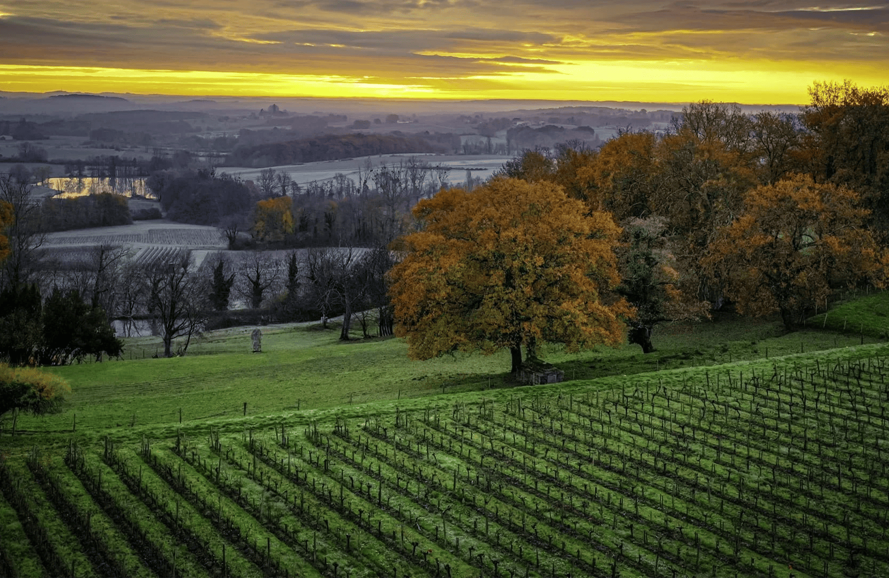 Wines Château Le Puy