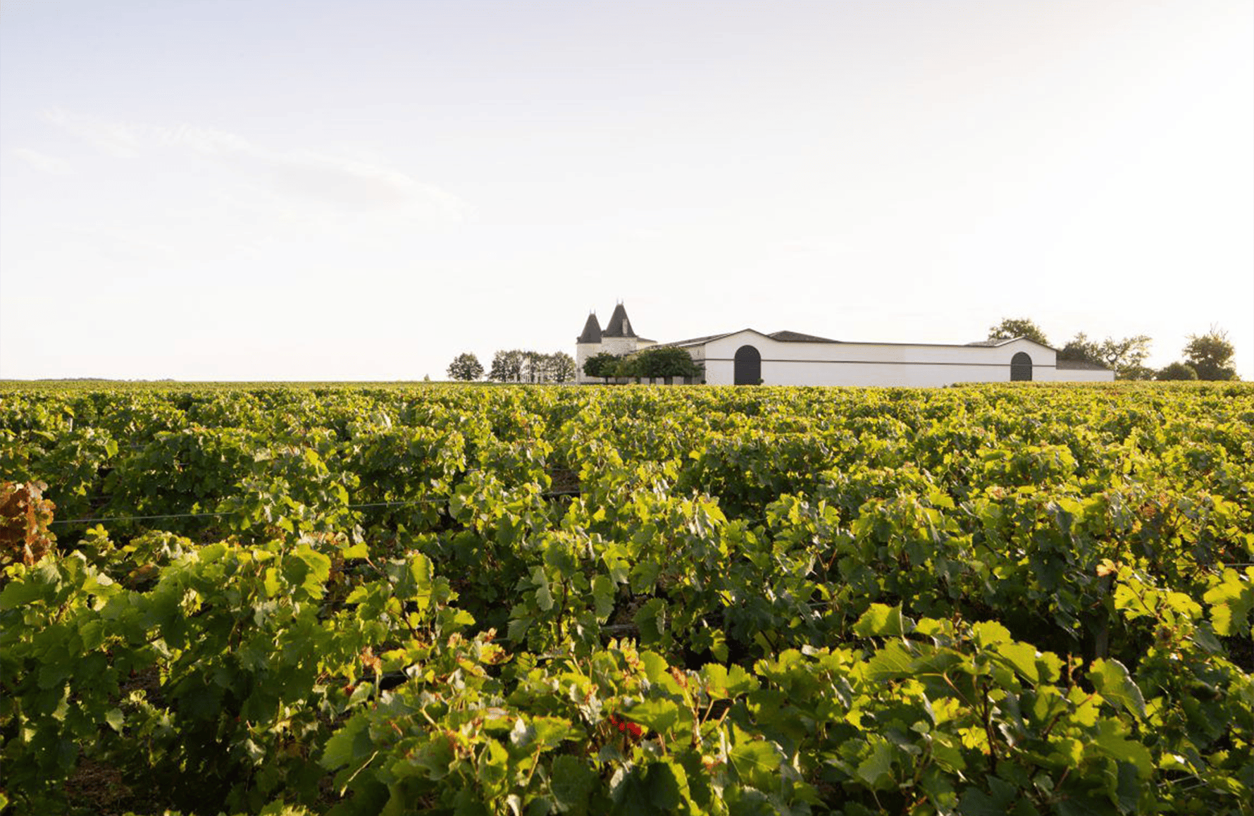 Wines Château Lilian Ladouys