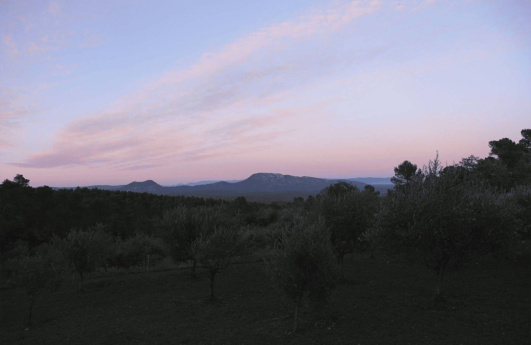 Vini Château Miraval