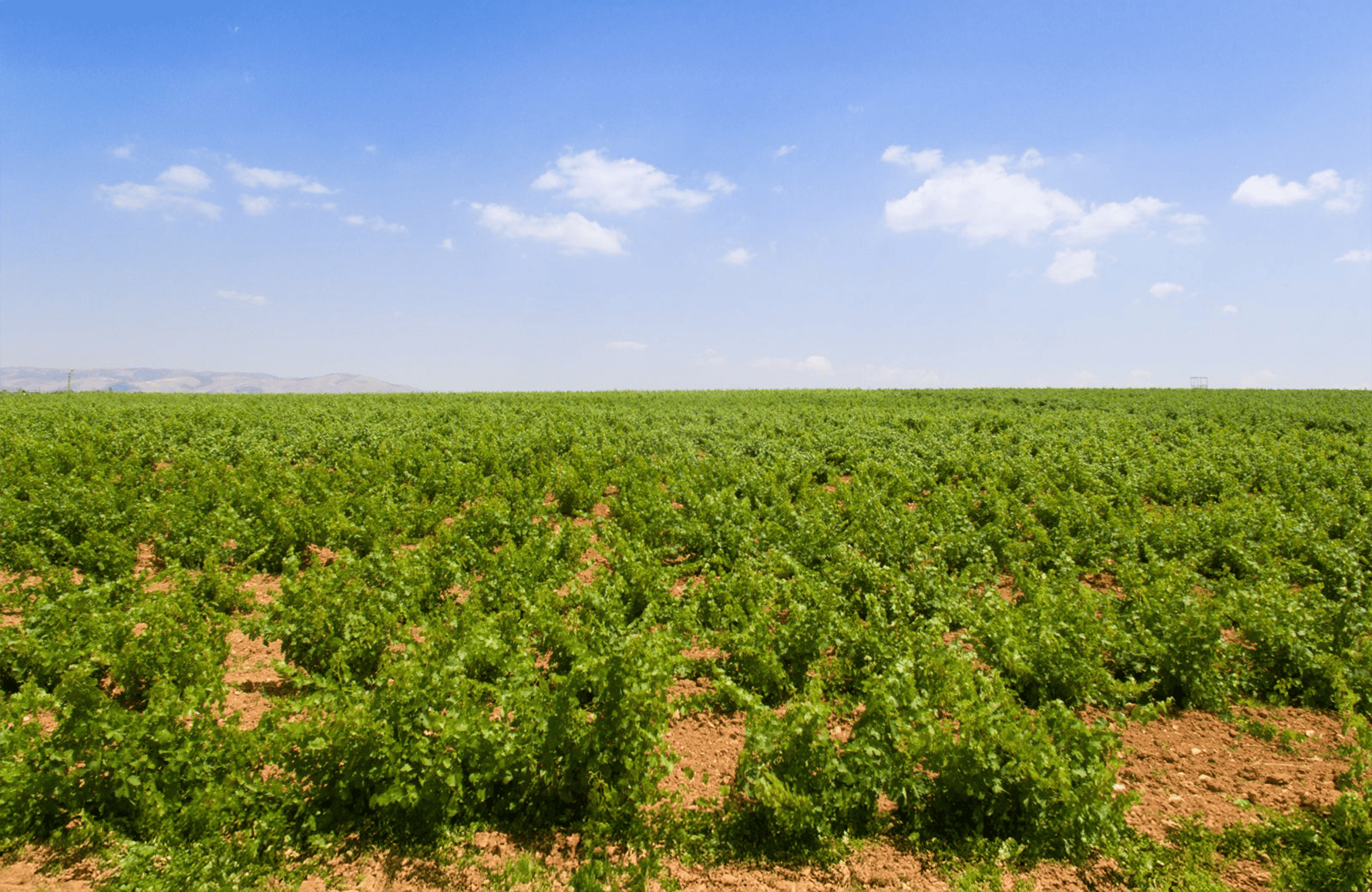 la storia di Château Musar - Libano