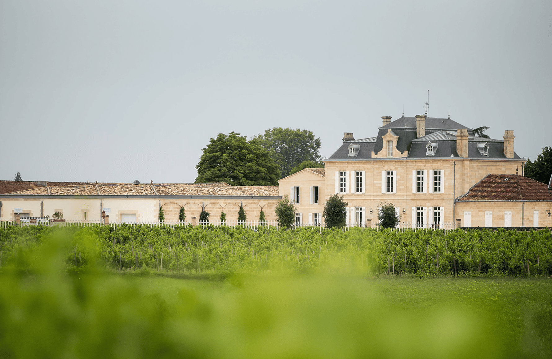 Vini Château Nénin