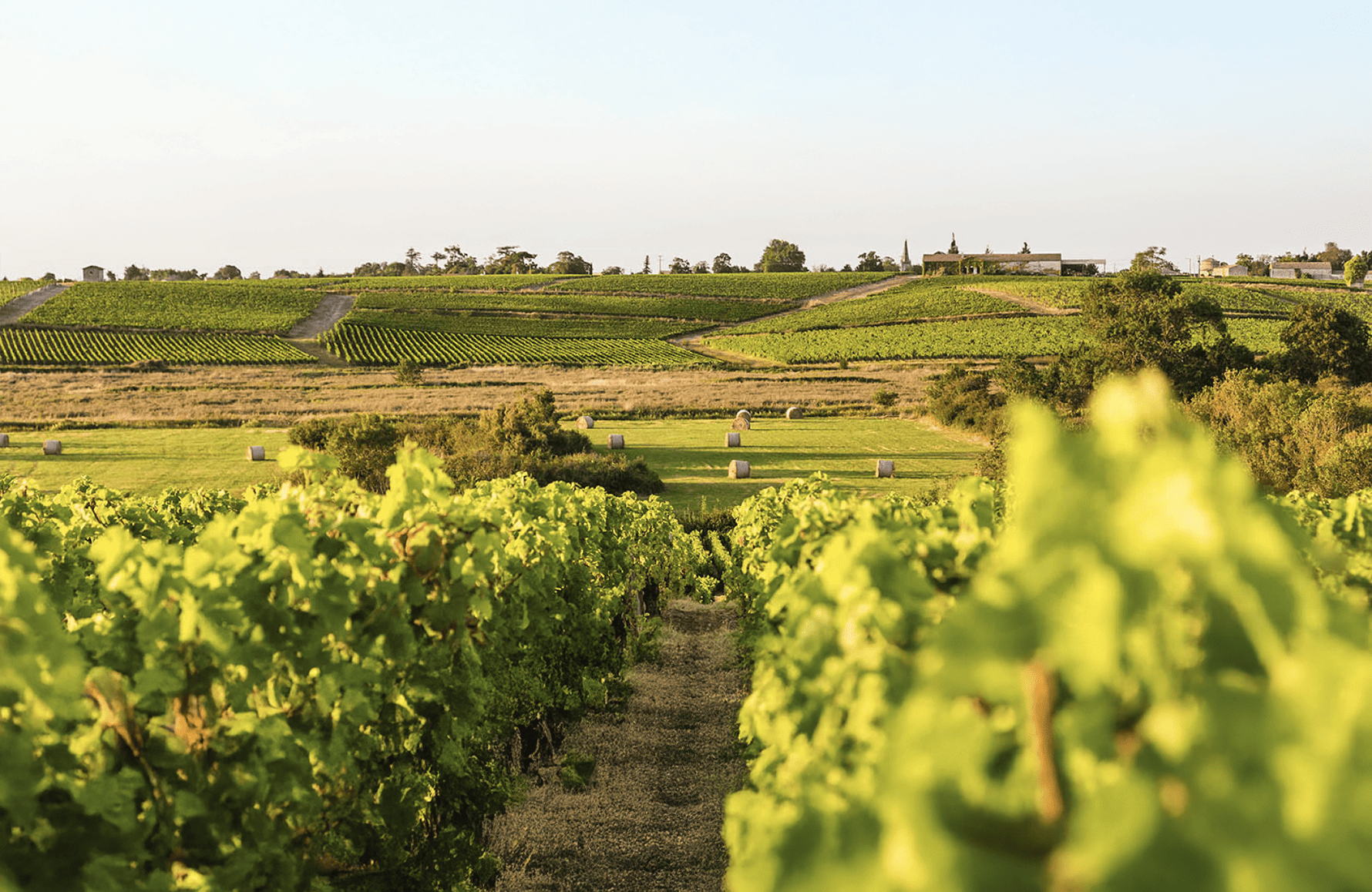 the story of Château Olmi di Pez