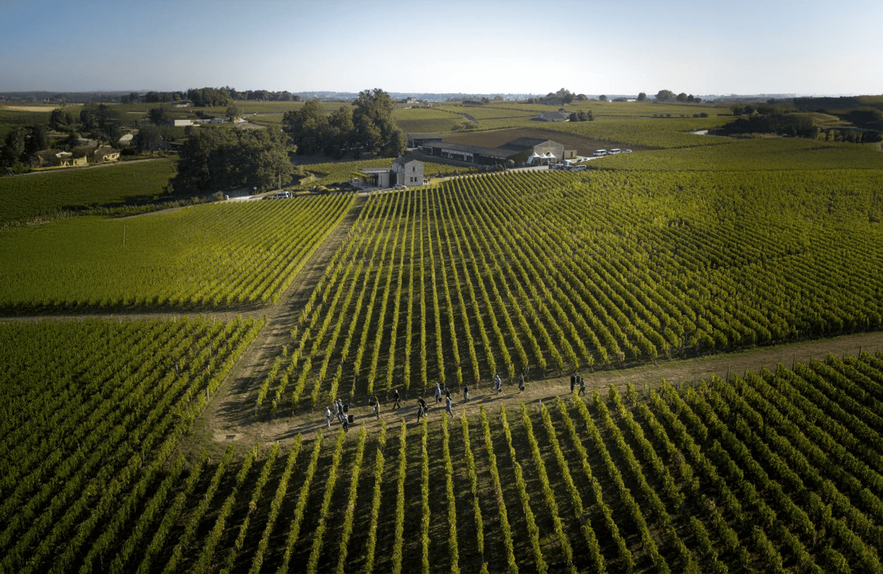 Wines Château Pavie Macquin