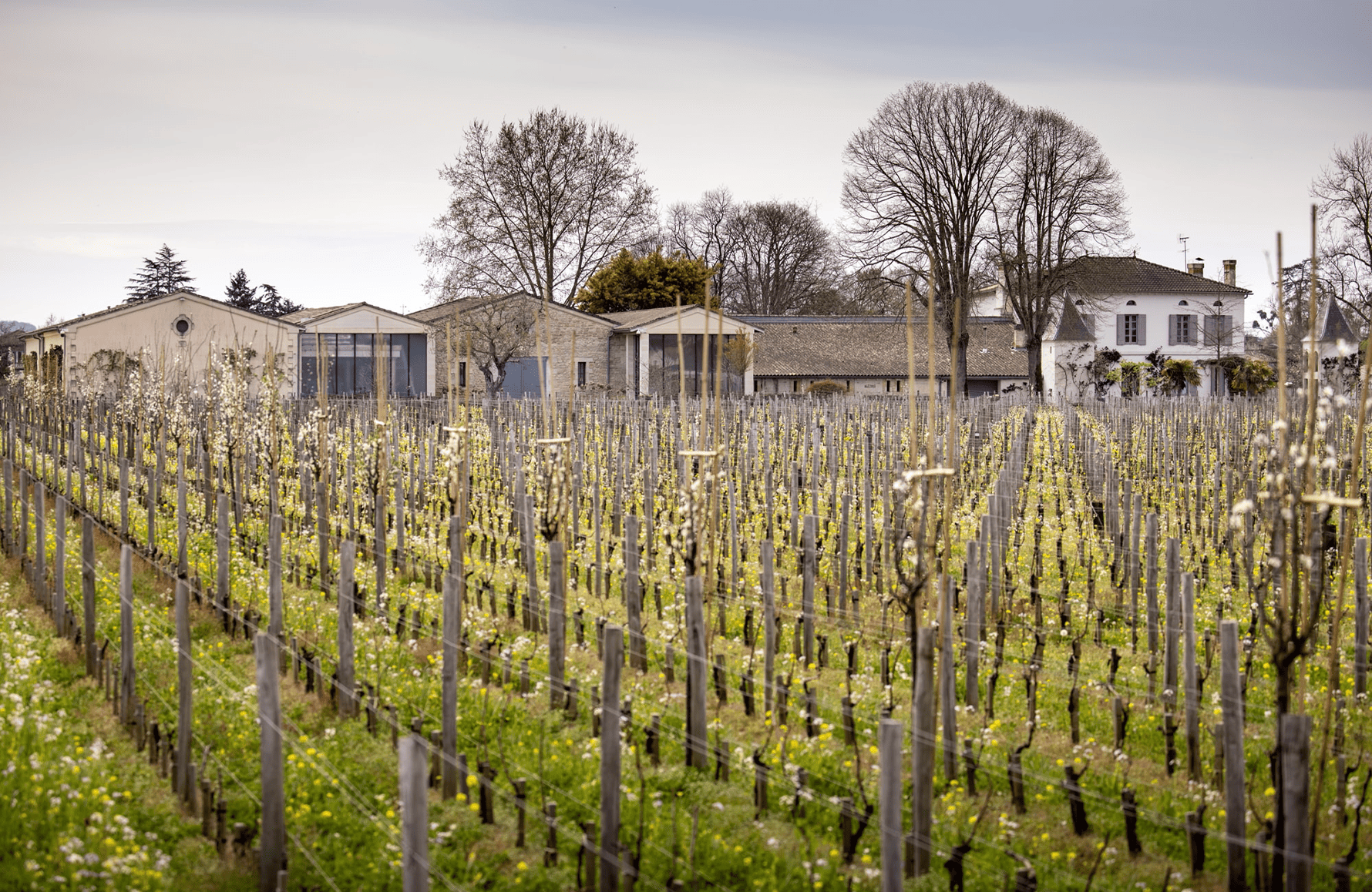 Wines Château Quinault L'Enclos