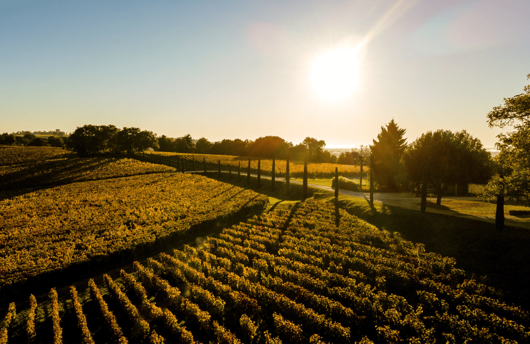 Vini Château Quintus