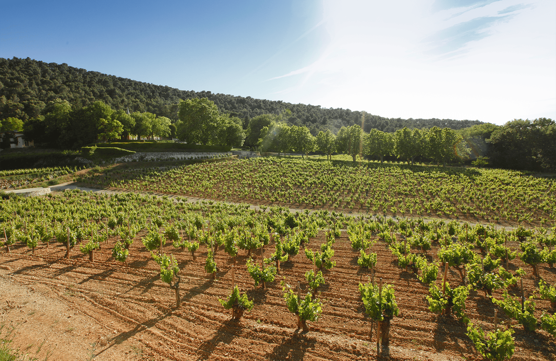 Vini Château Simone