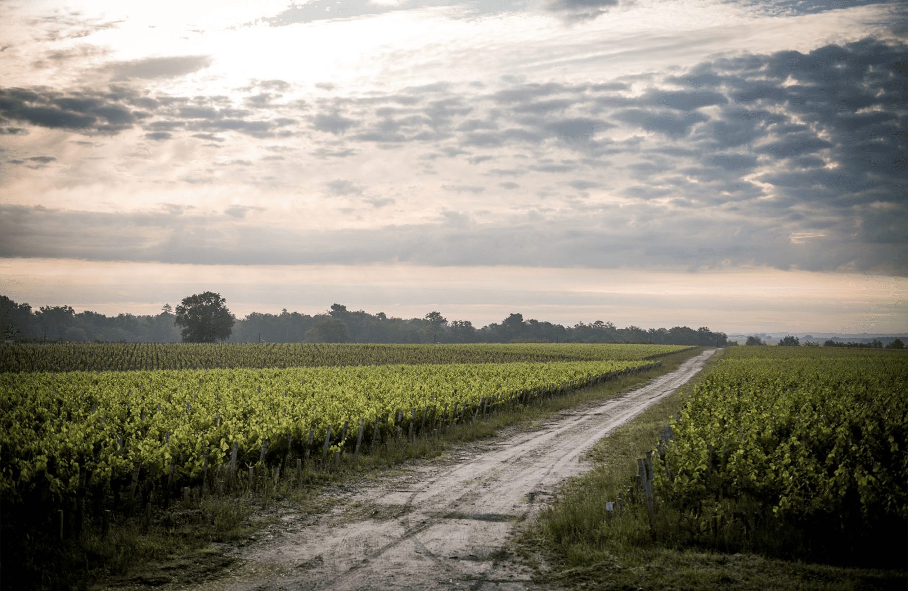 Vini Château di Camensac
