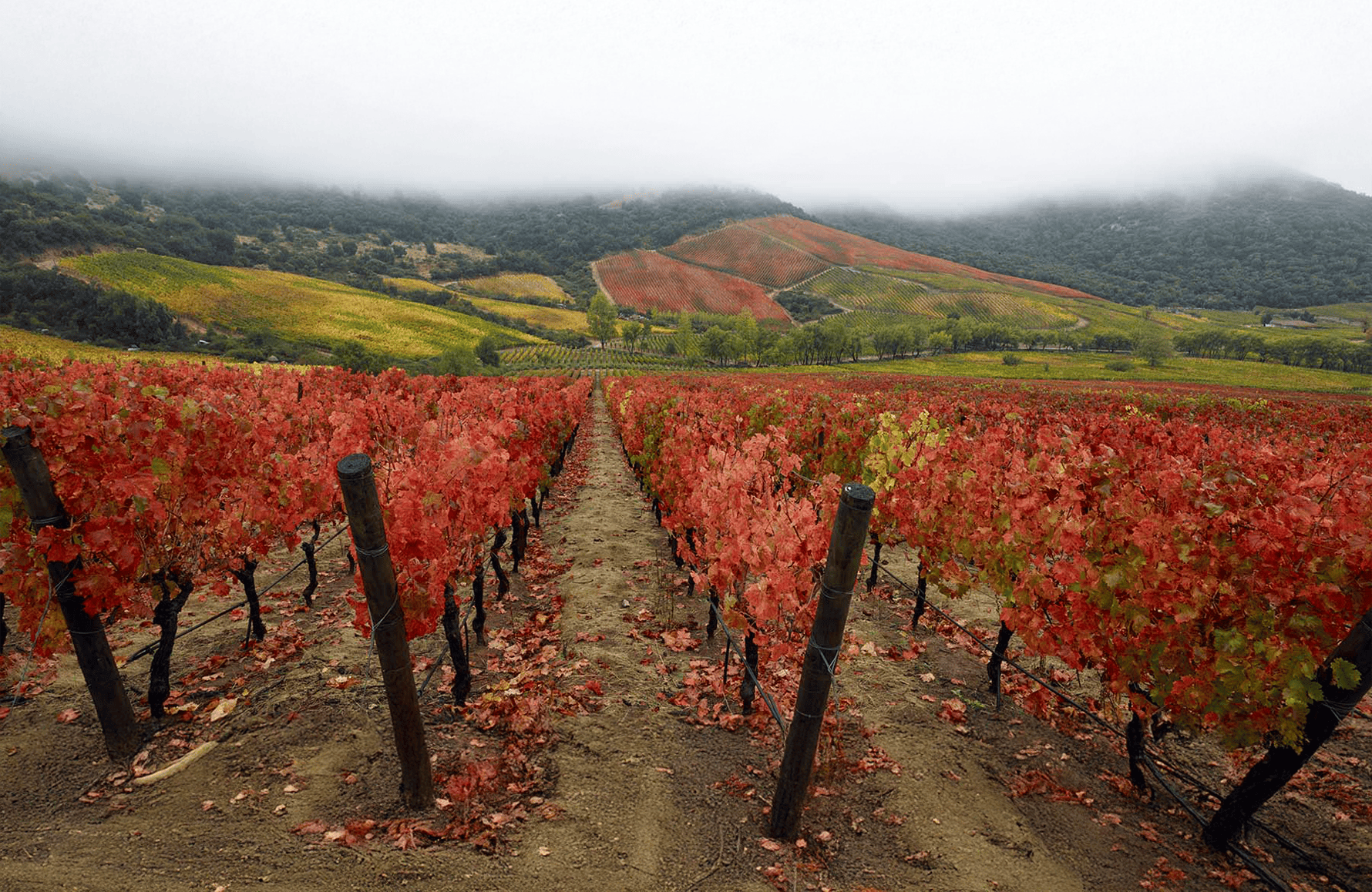 Vini Lapostolle - Cile