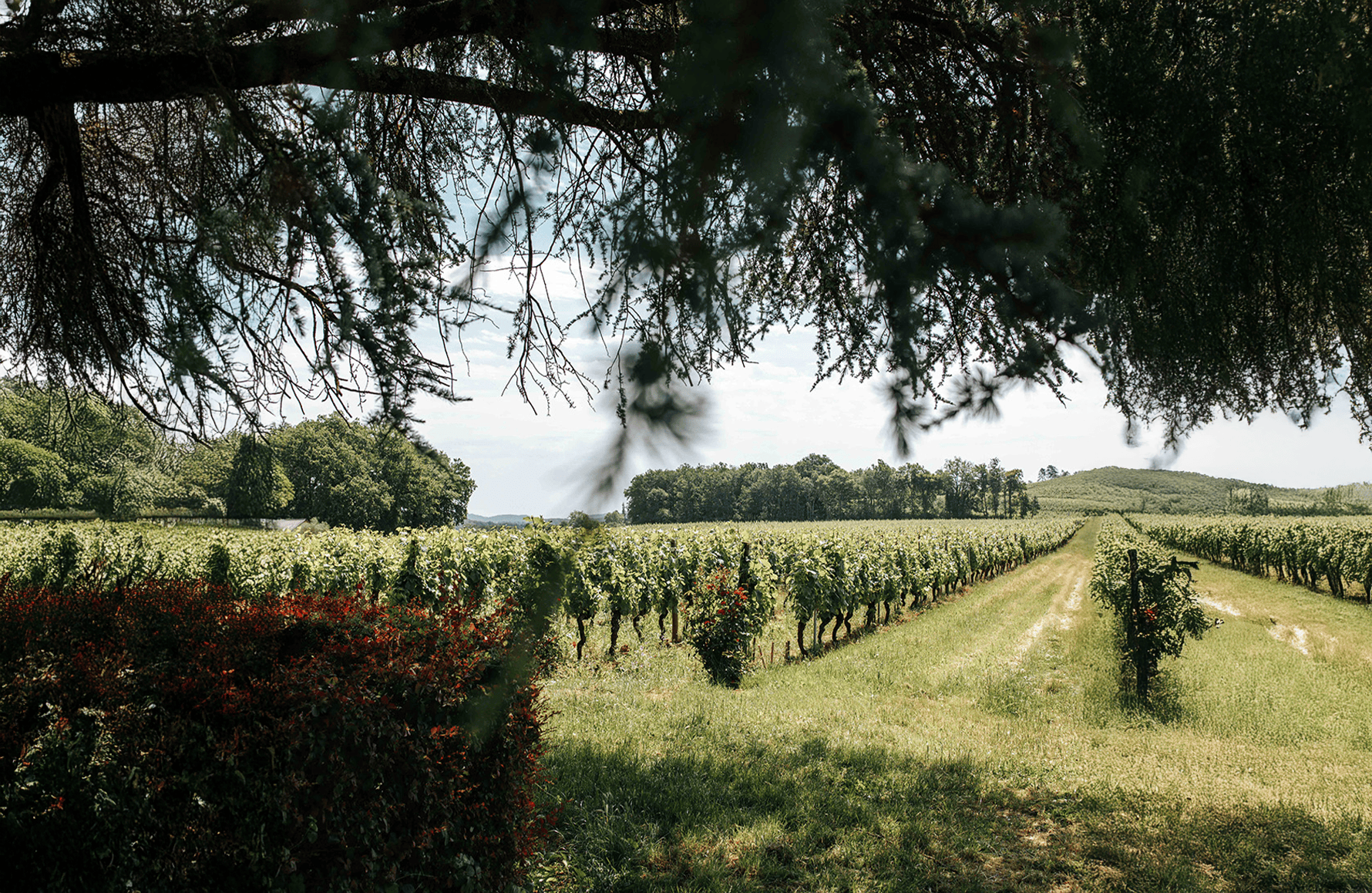 Wines Clos Triguedina