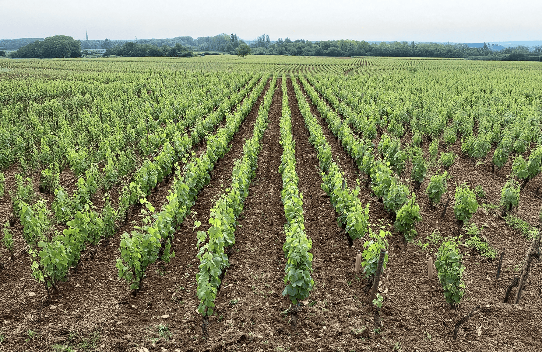 the story of Alain Gras