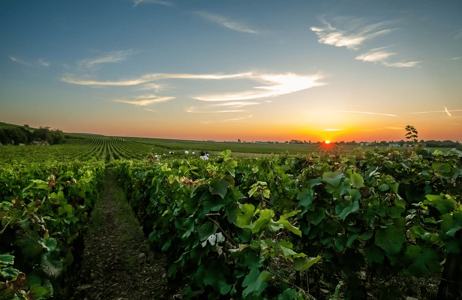 Wines Domaine Arnoux Padre e Figlio