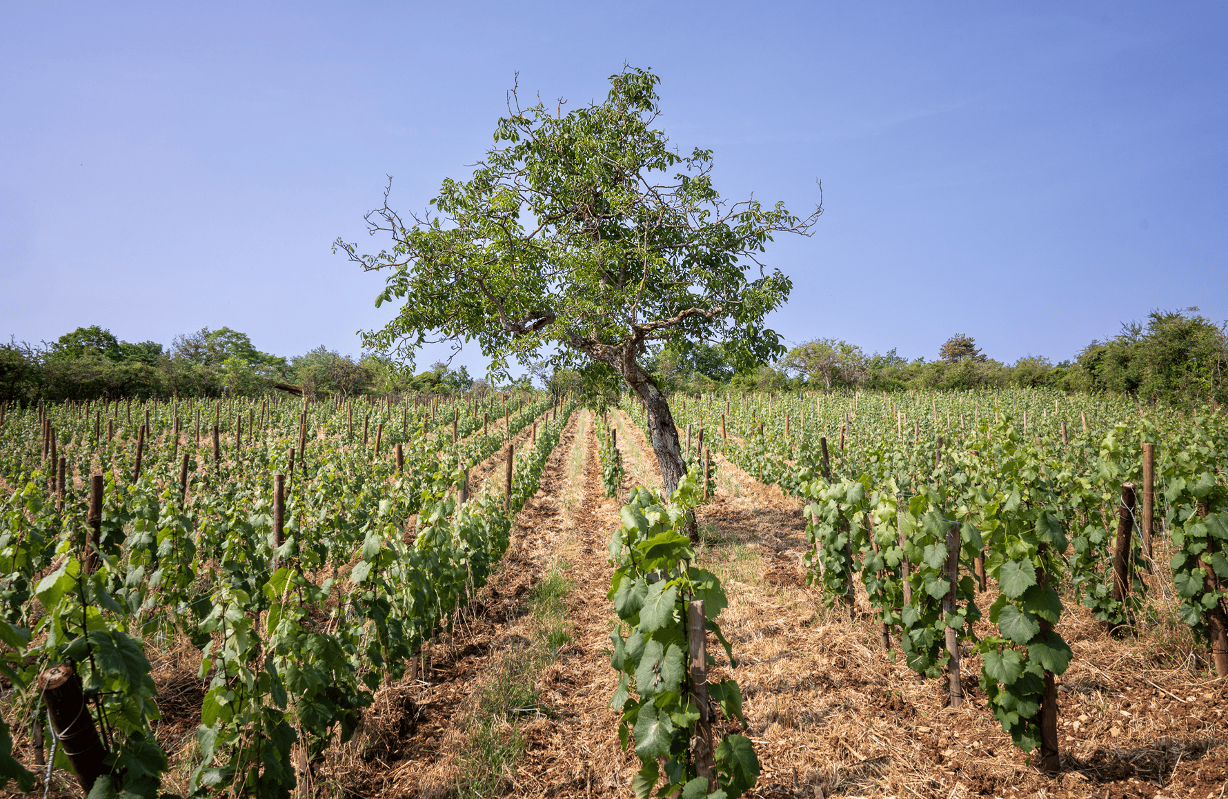 Vini Domaine Boris Champy