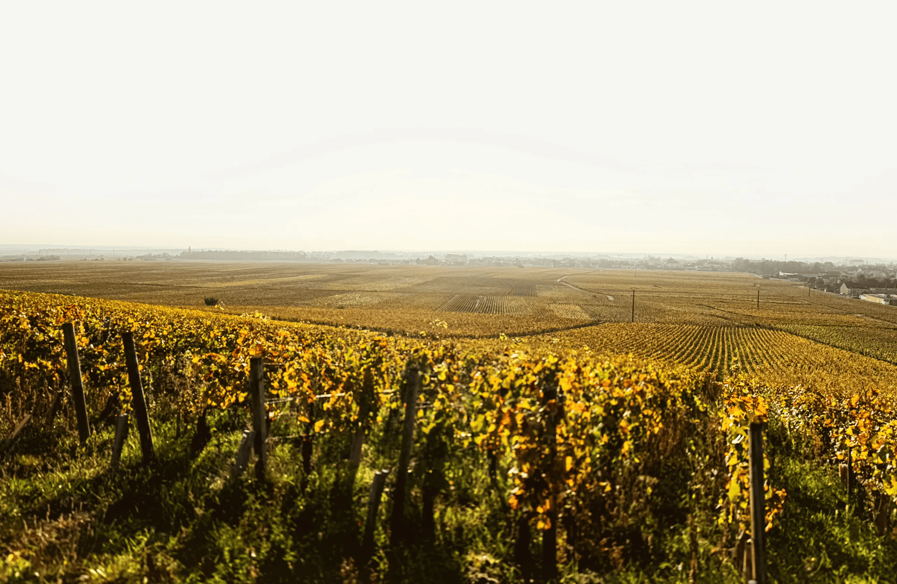 Wines Chantal Lescure Estate