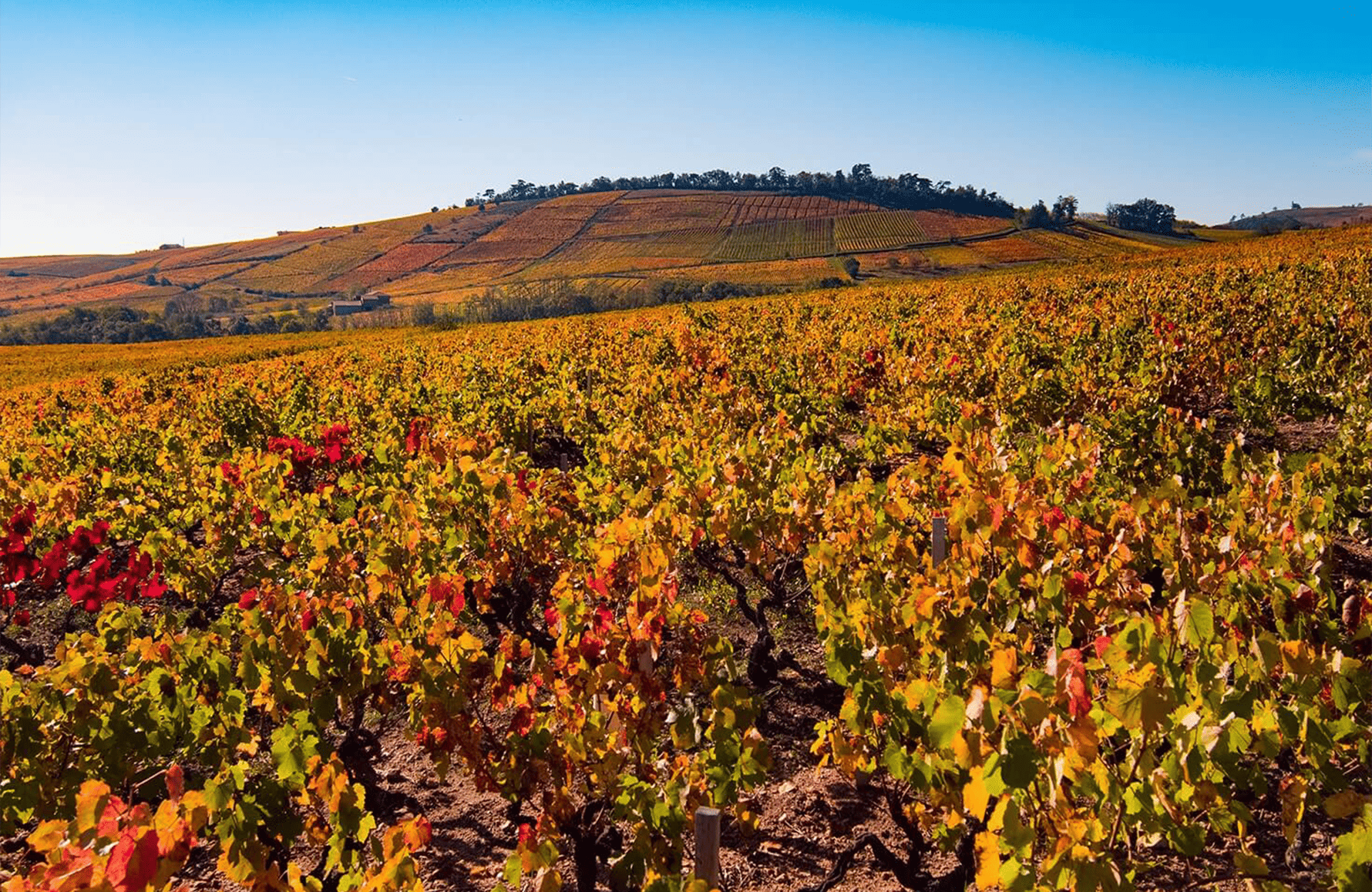 Vini Chermette Estates