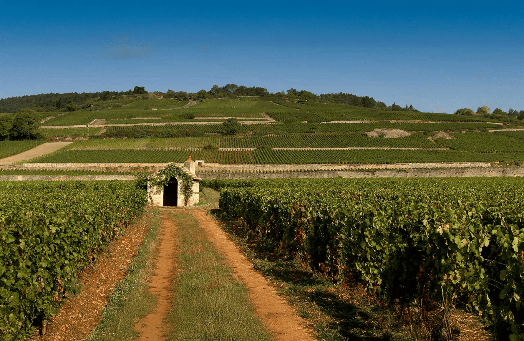 la storia di Domaine Comte Armand