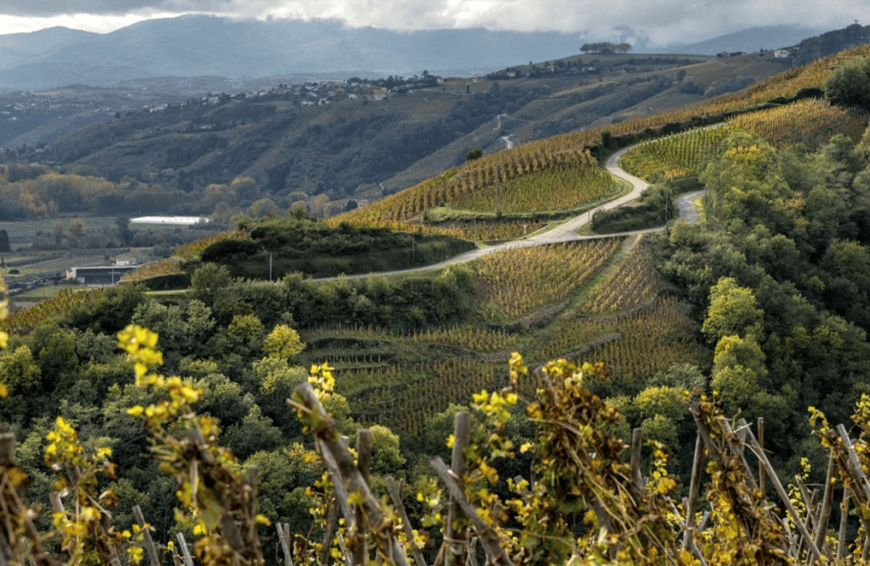 Wines Bonserine Estate