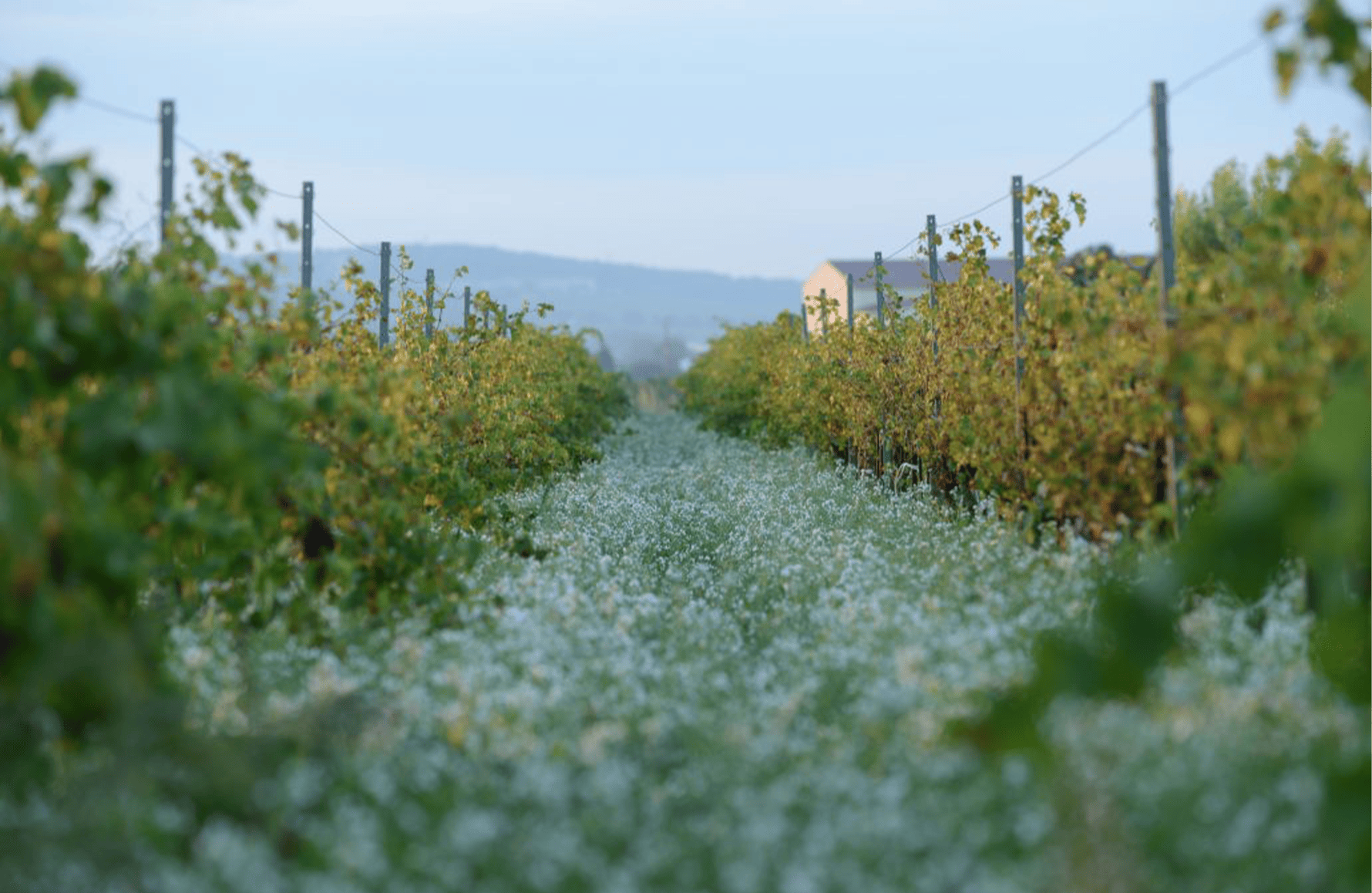 Wines Janasse Estate