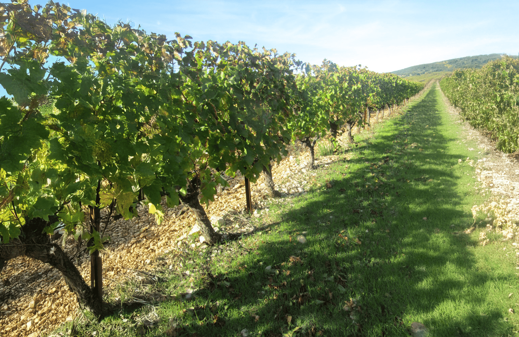 l’histoire du Domaine de Montcalmès